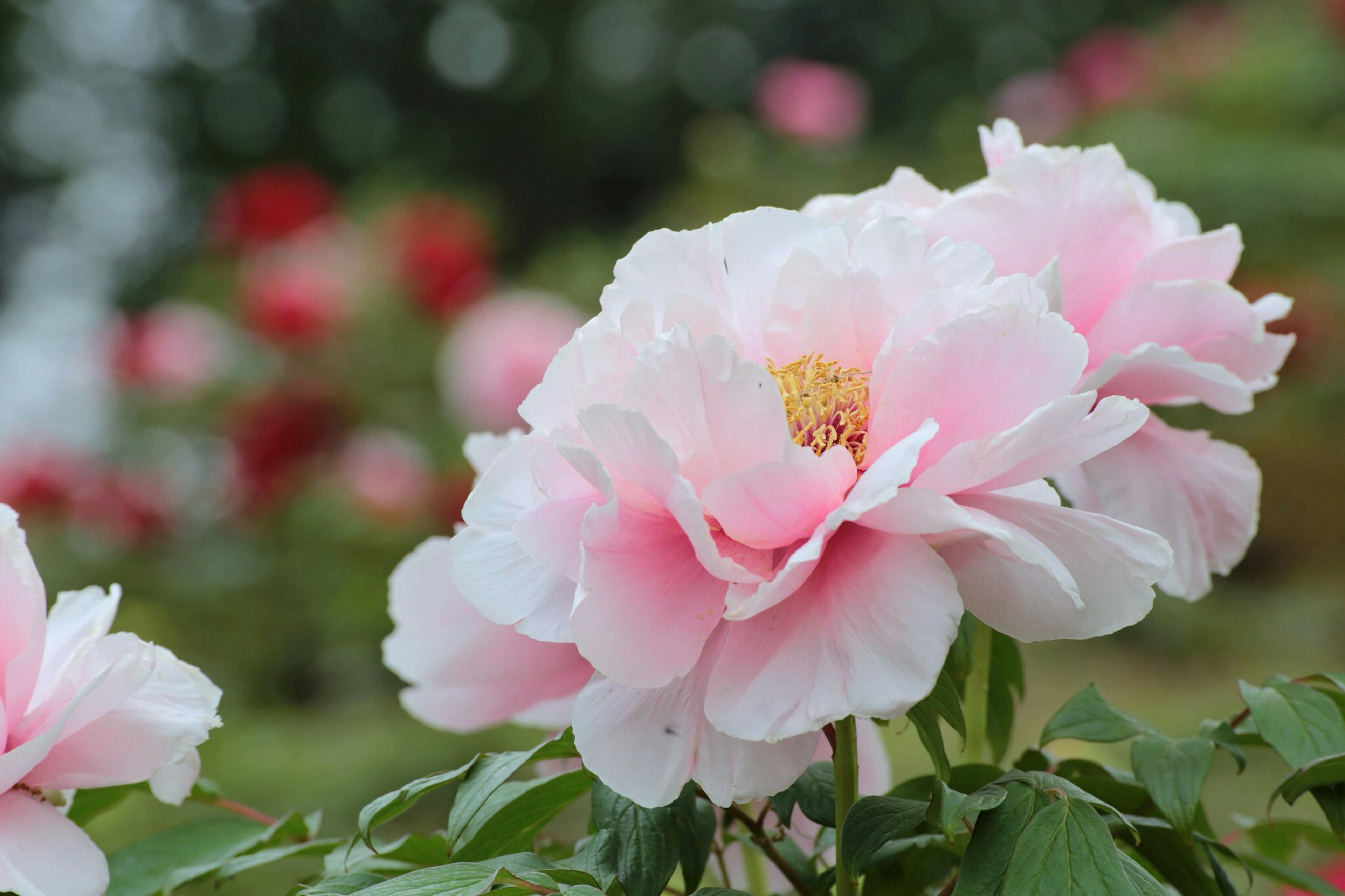 Kedekatan bunga peony merah muda lembut yang sedang mekar