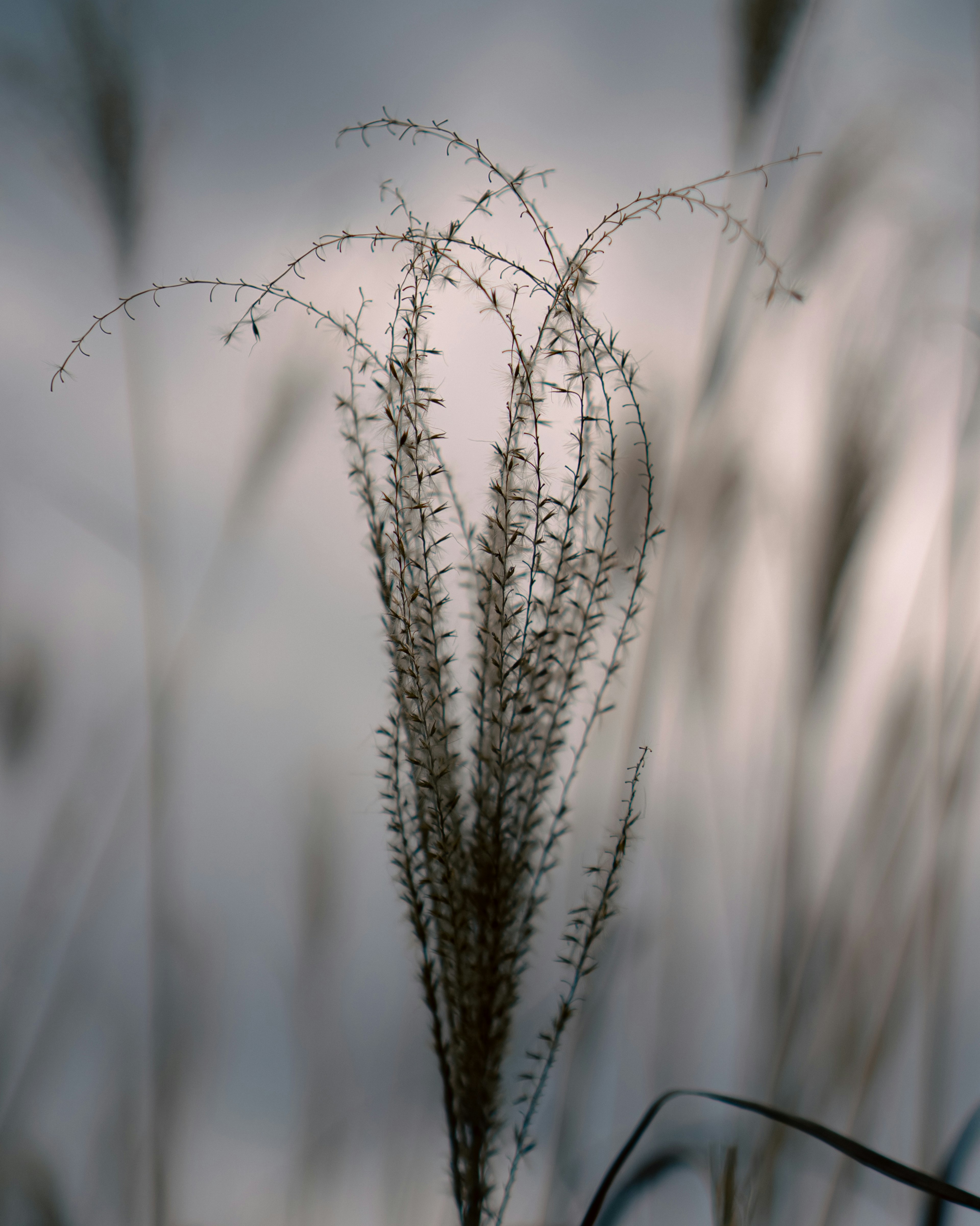 Delicate grass spike against a dim background