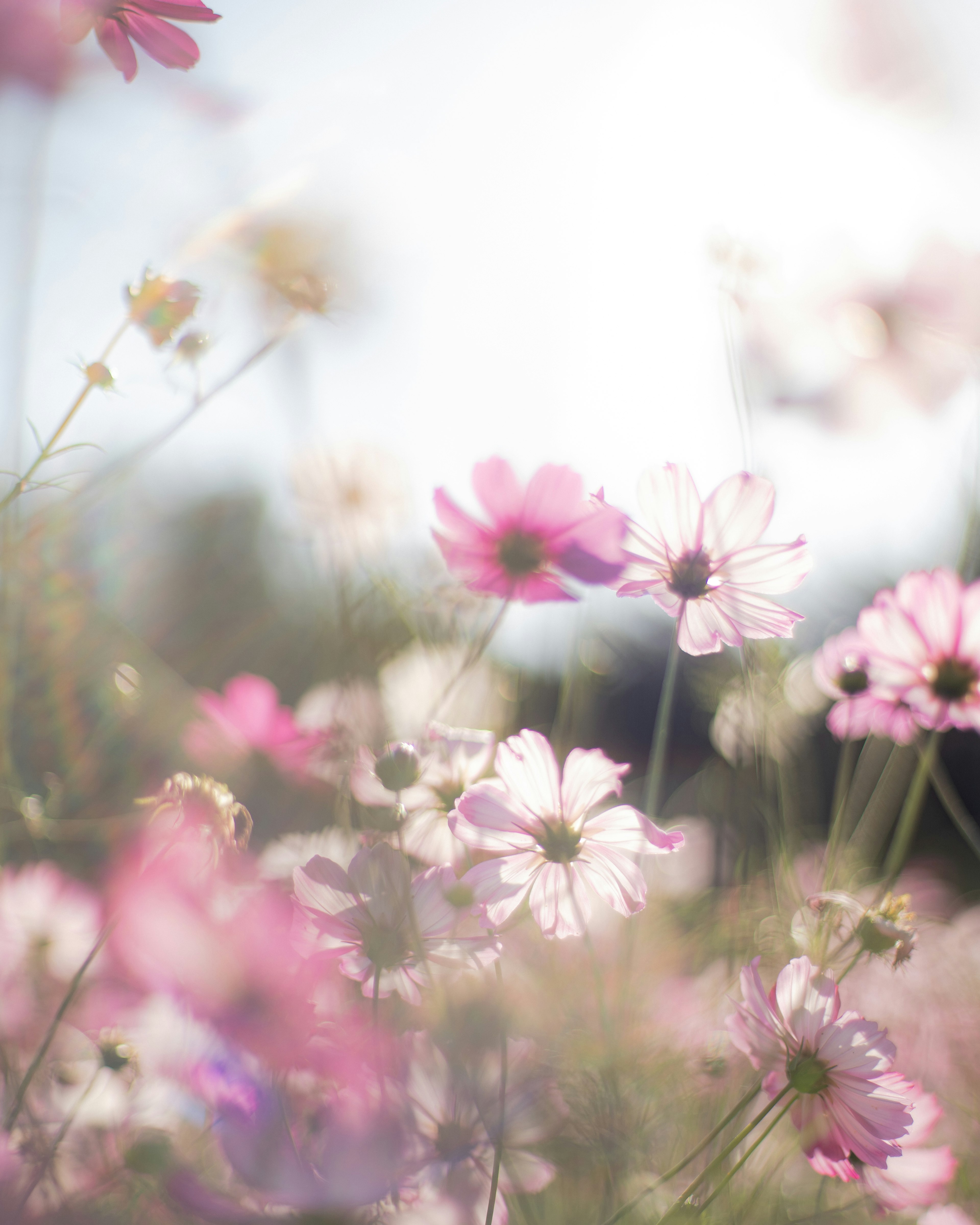 A field of soft-colored flowers in bloom