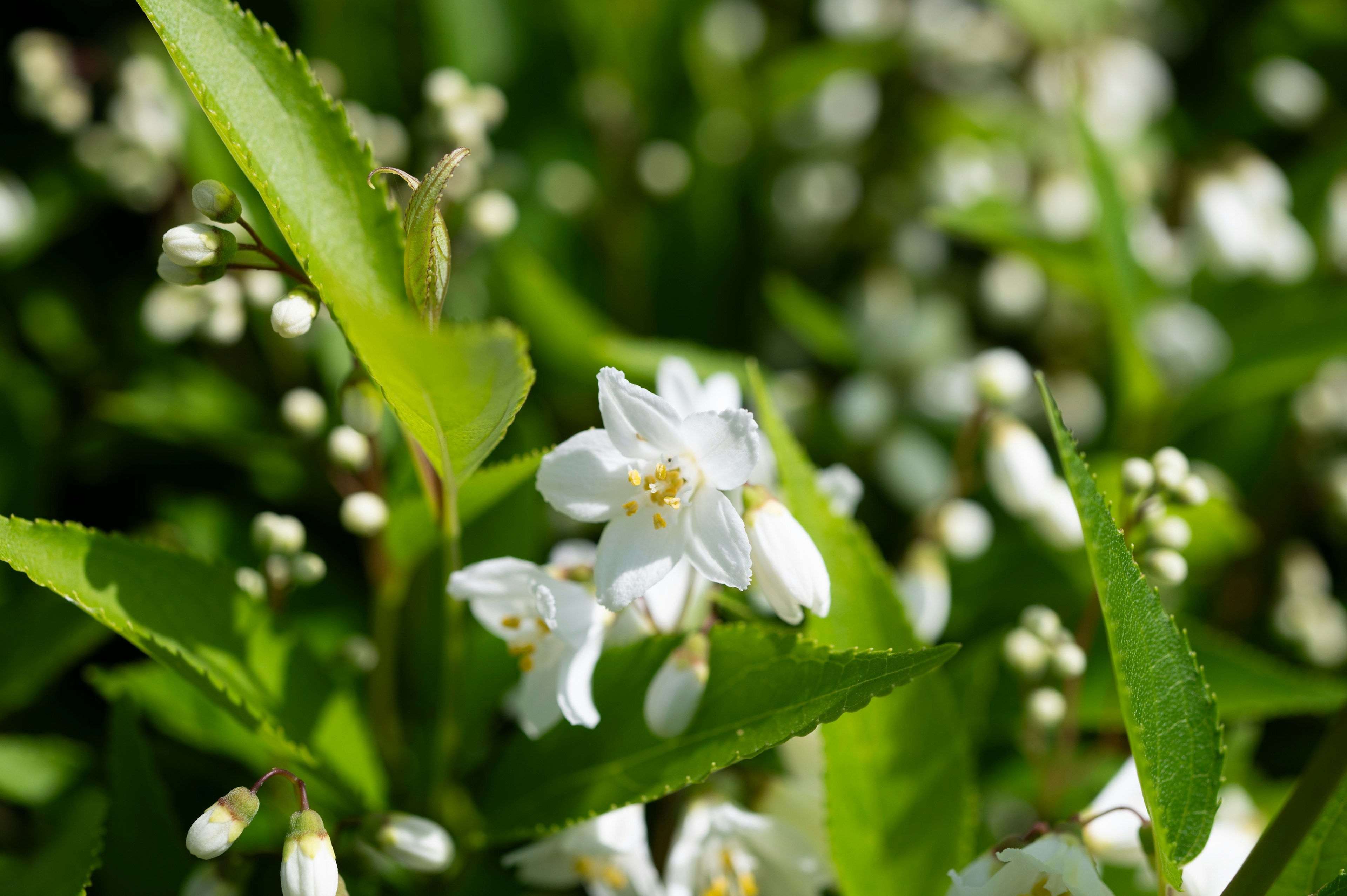 白い花と緑の葉が美しい植物のクローズアップ