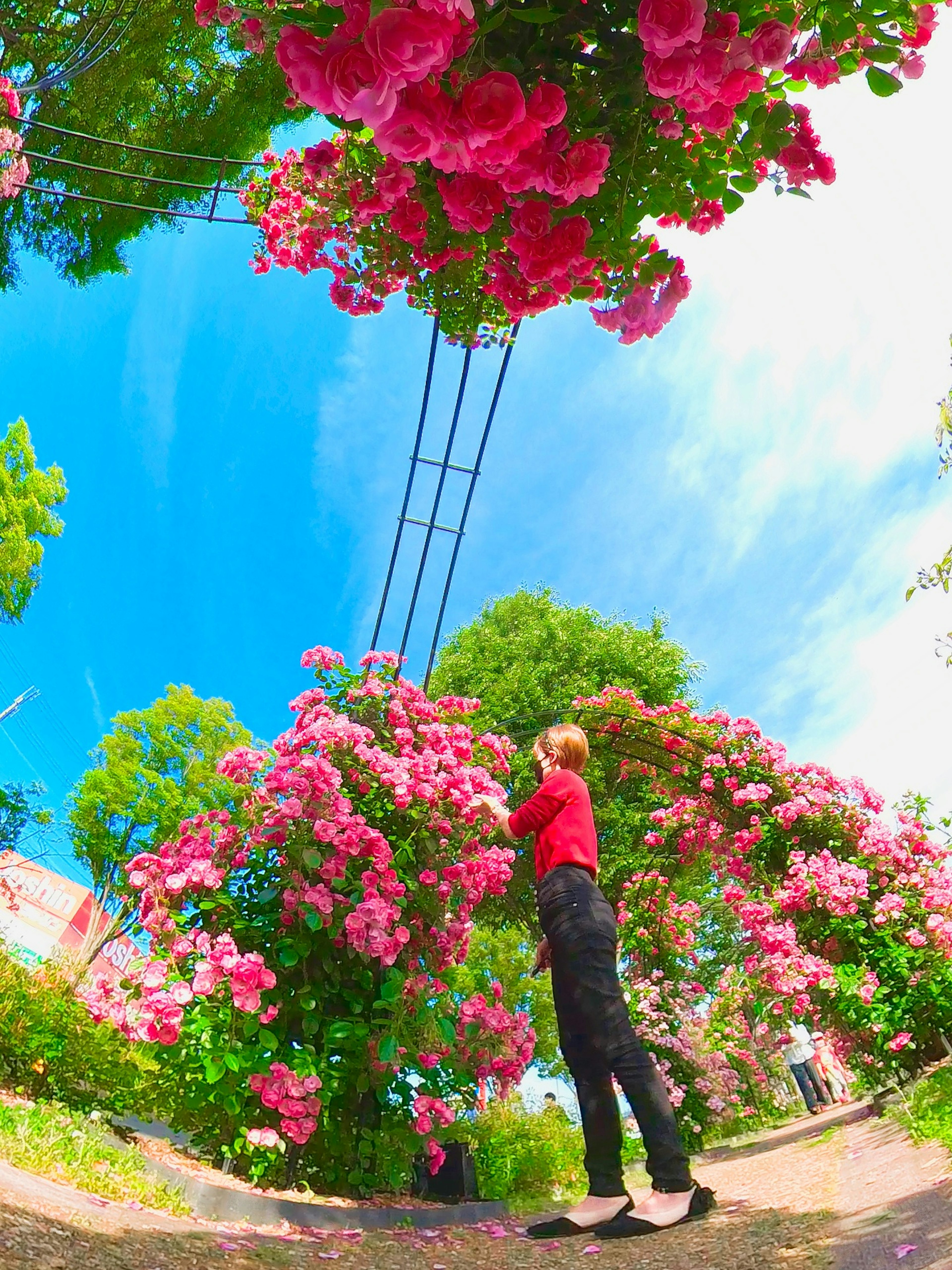 Eine Frau steht zwischen rosa Blumen unter einem blauen Himmel