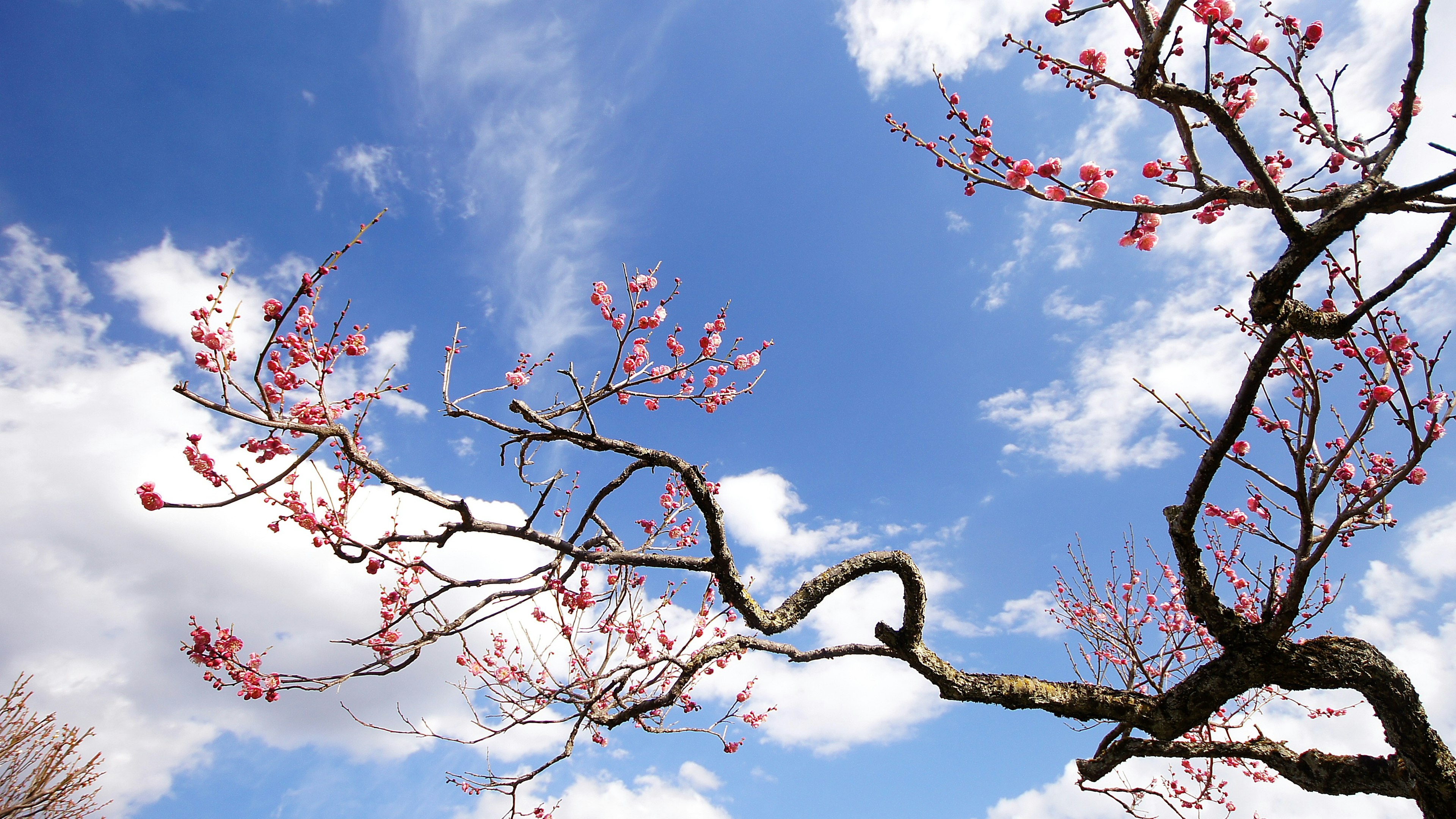 Ramas de cerezo con flores rosas contra un cielo azul y nubes blancas