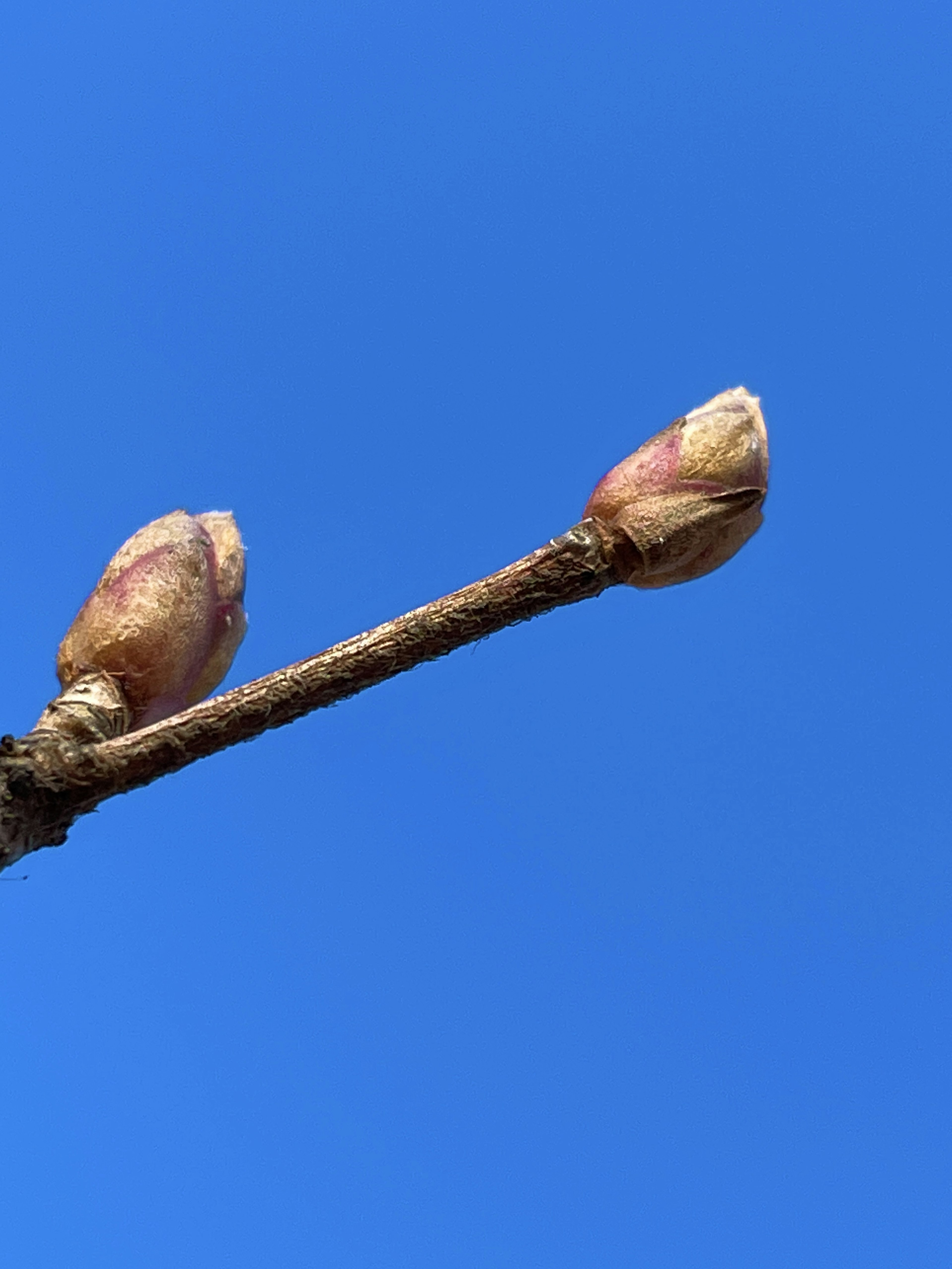 Nahaufnahme von Blütenknospen vor blauem Himmel