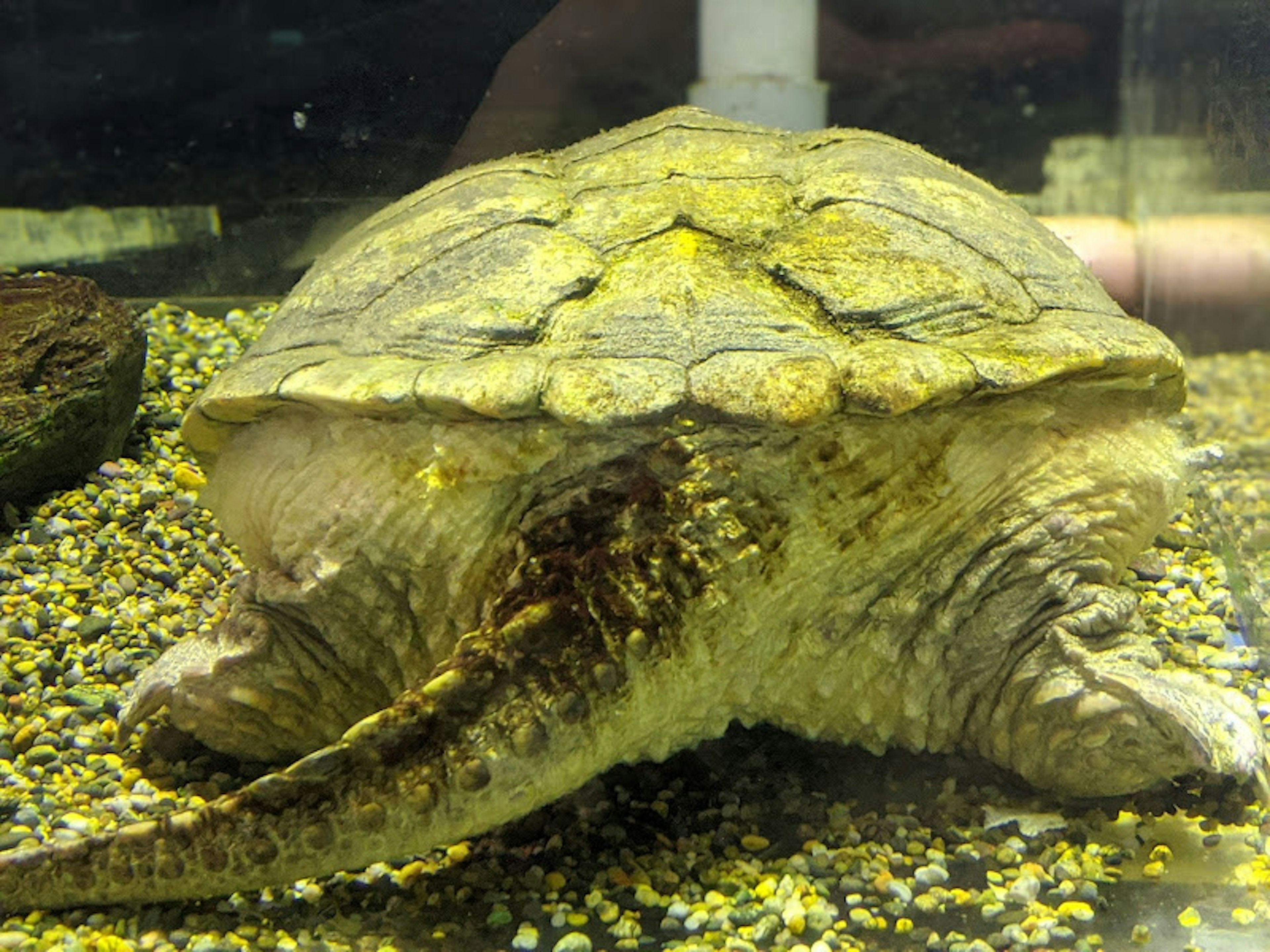 Vue arrière d'une tortue dans un aquarium La carapace a une teinte jaunâtre avec des motifs sur le dos