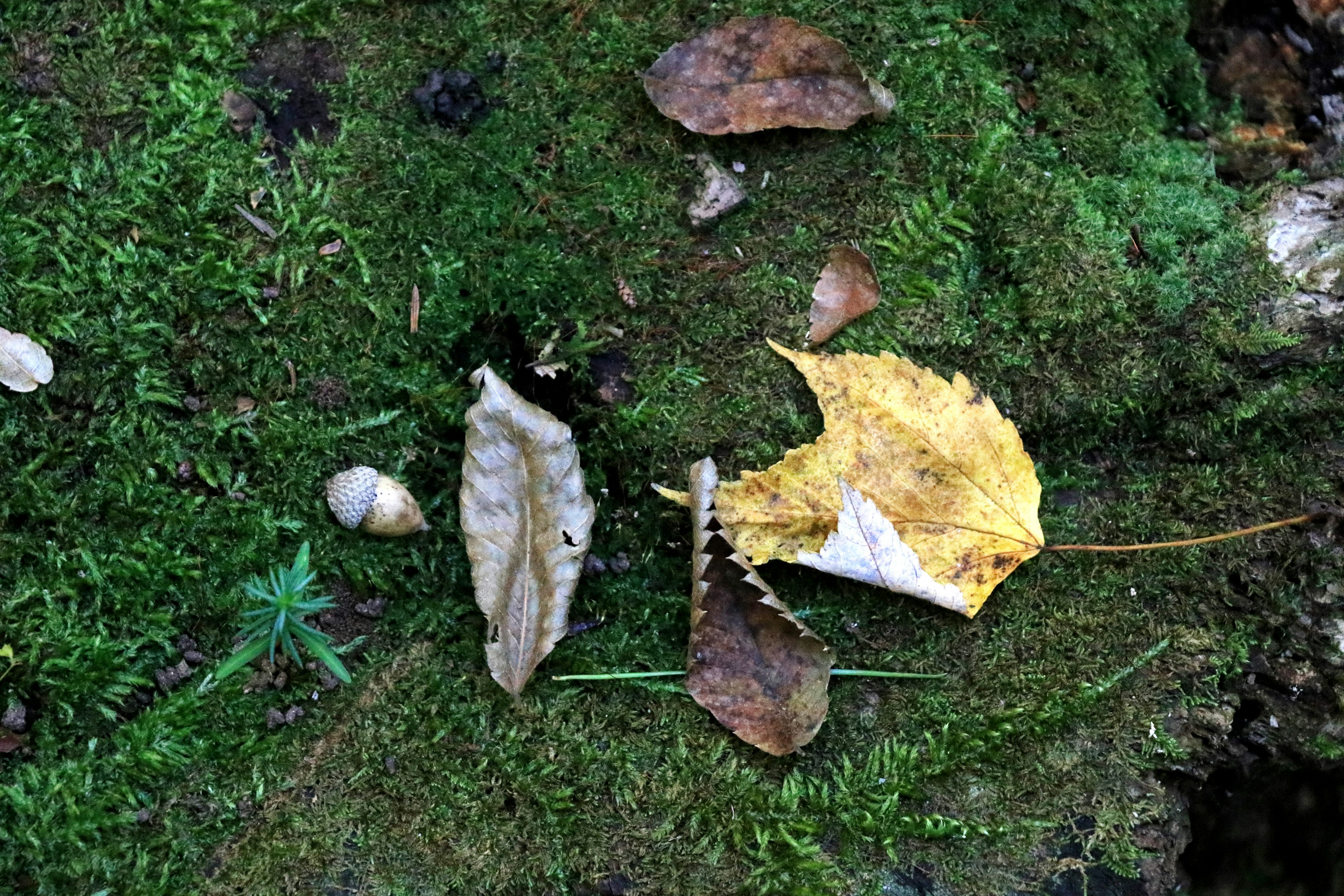 緑の苔の上に置かれた異なる色と形の葉っぱ