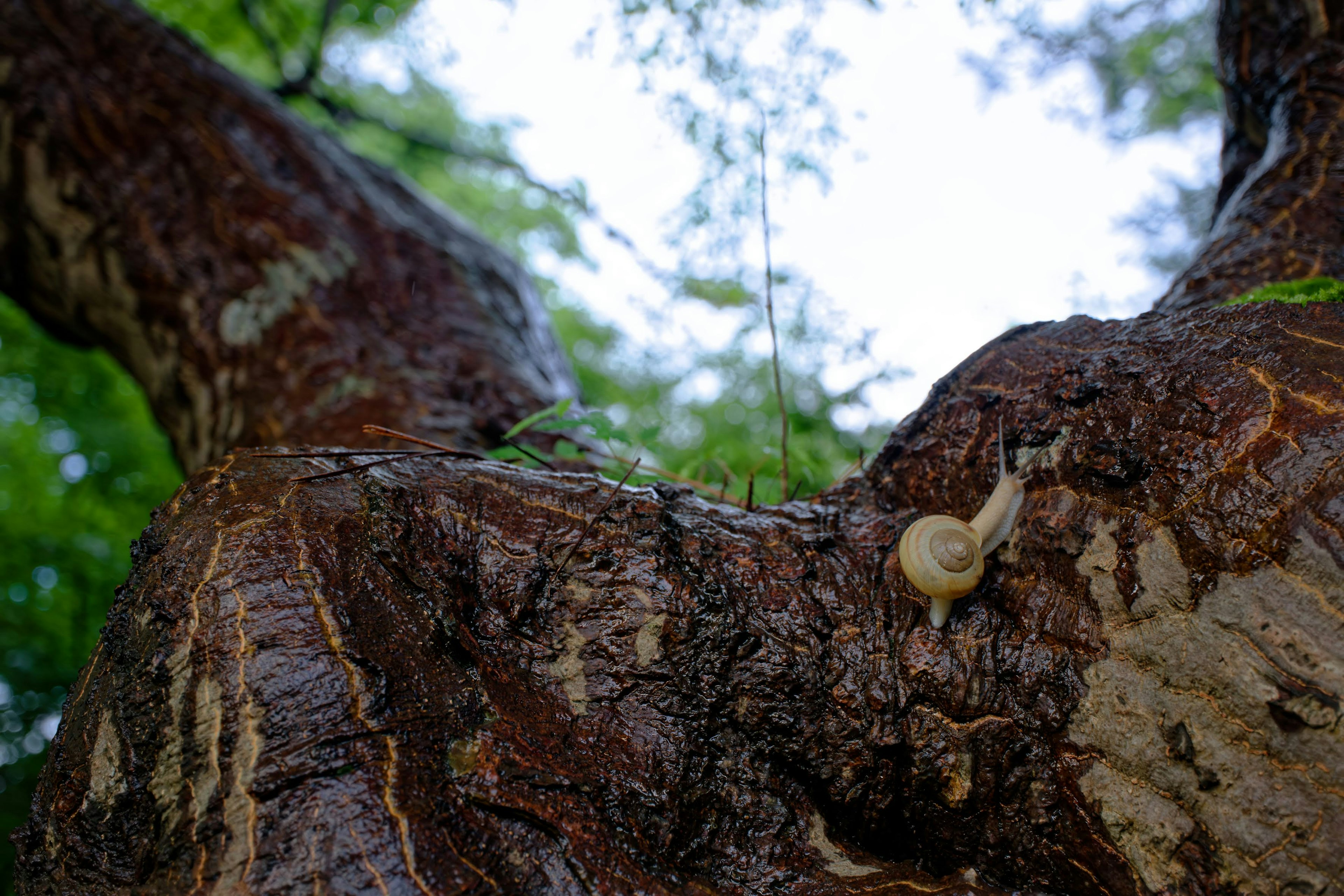 Close-up photo of a snail on a tree trunk