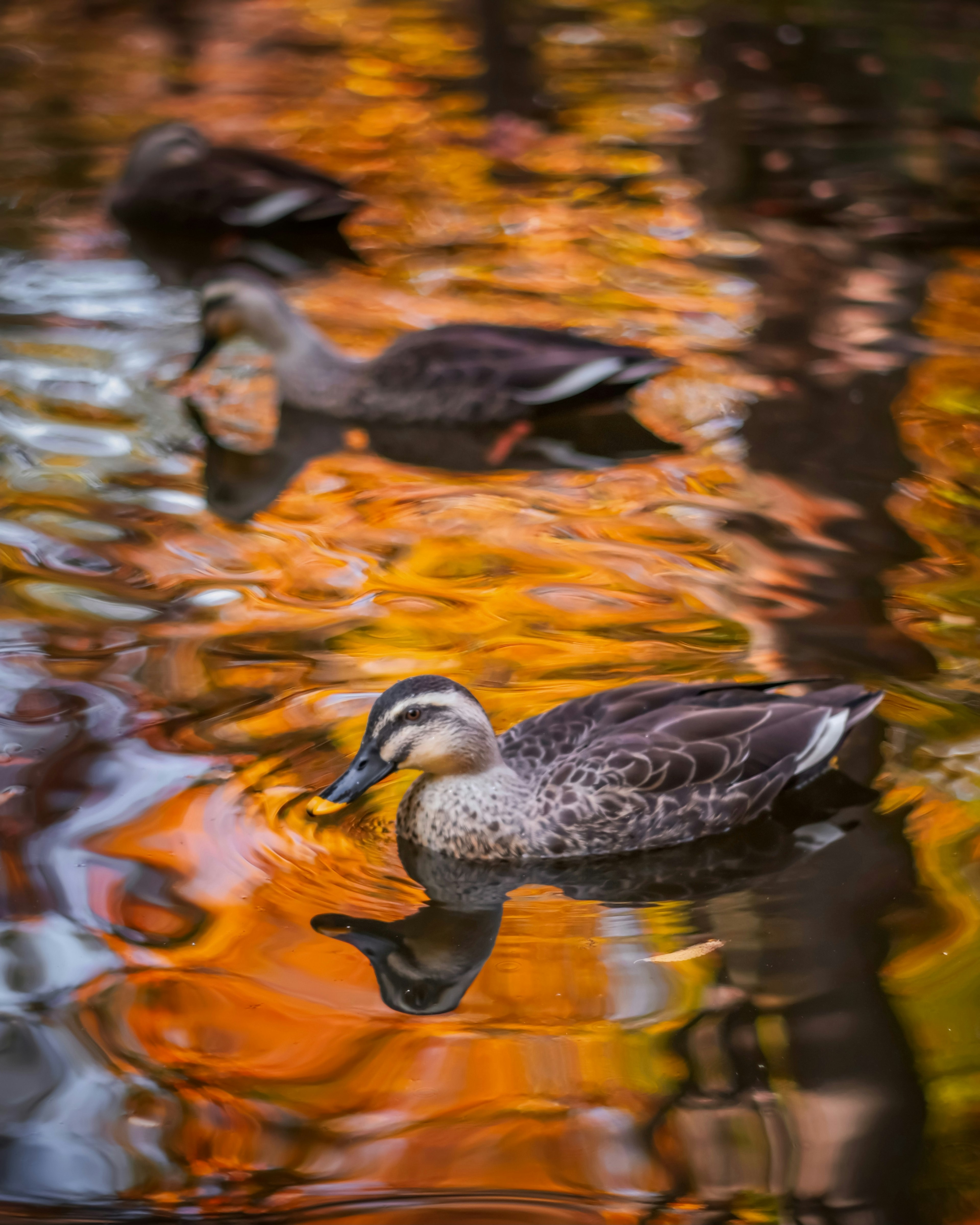 Canards nageant sur un lac coloré d'automne avec des reflets de feuilles orangées