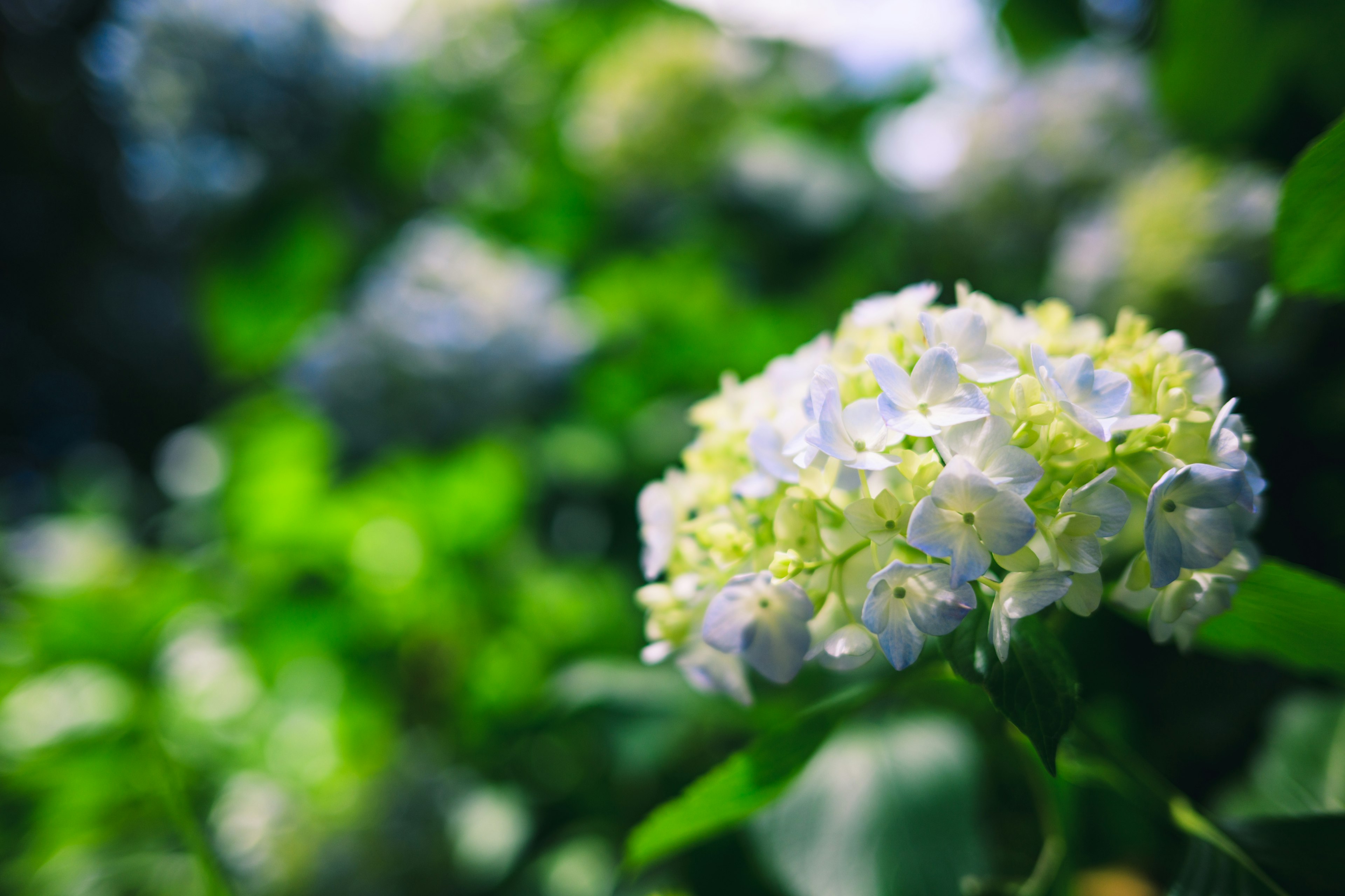 白いアジサイの花と緑の葉が映える美しい背景