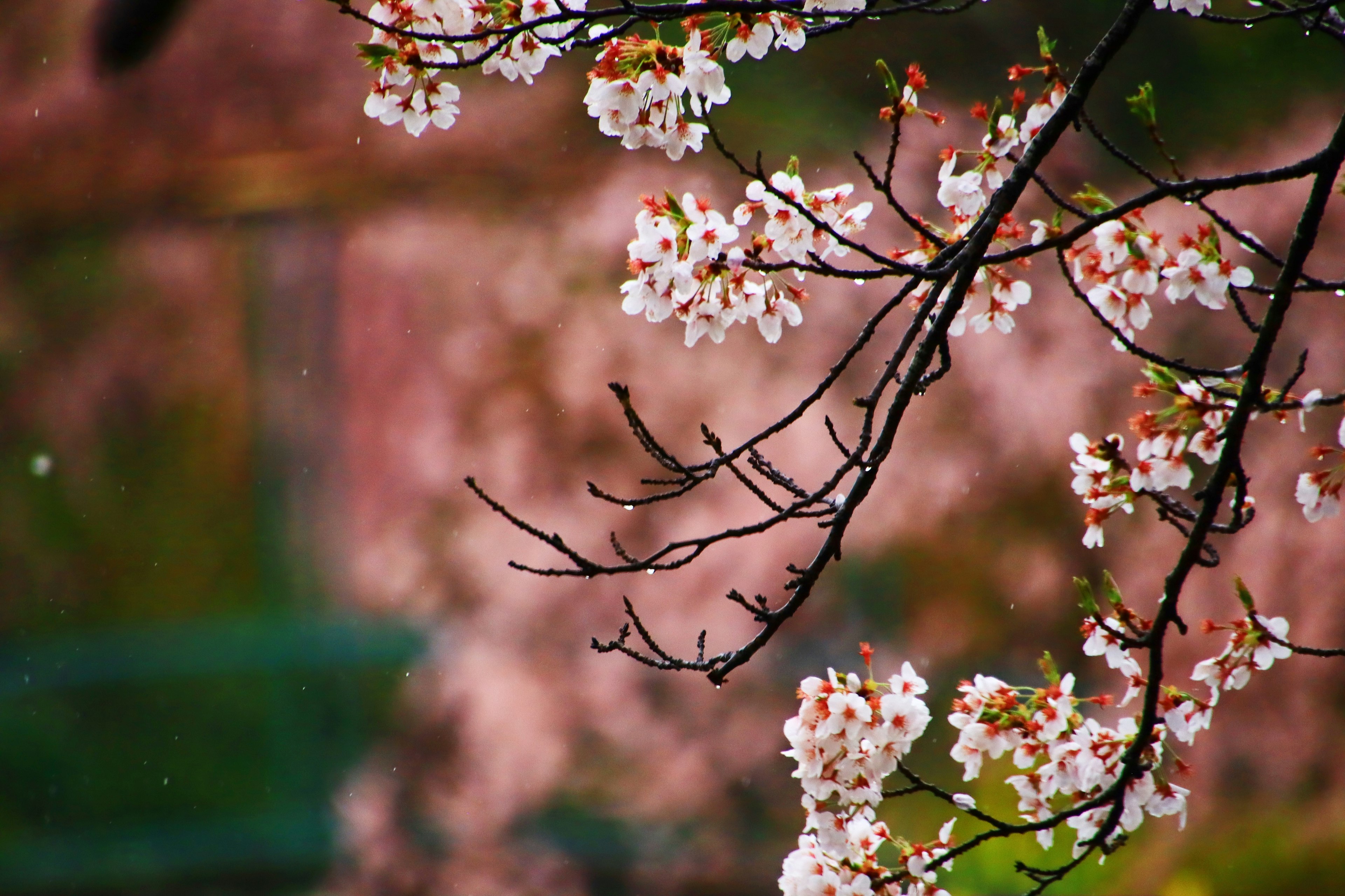 桜の花が咲いている枝と背景のぼやけた桜の風景