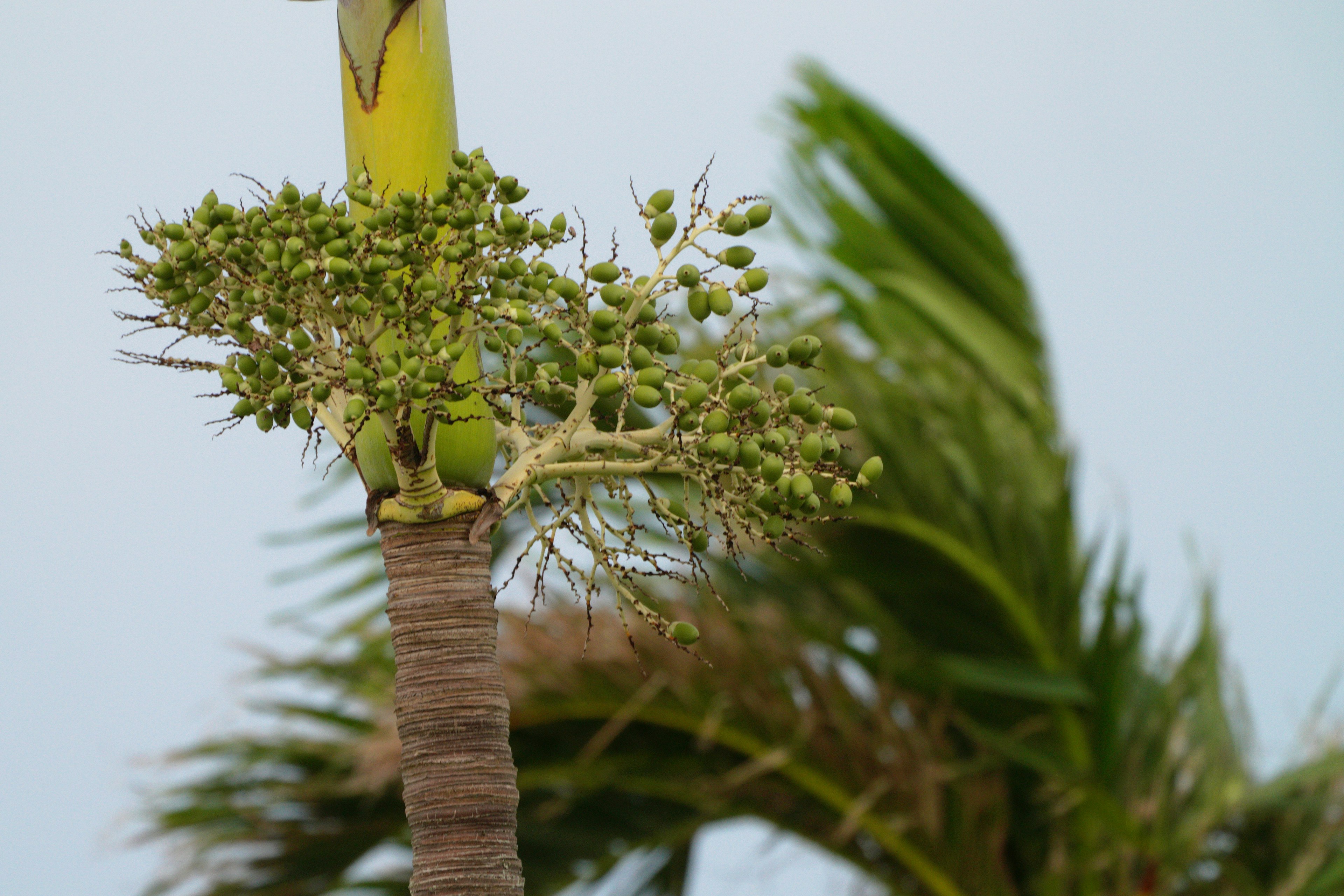 Nahaufnahme einer Bananenpflanze mit Blüten und sich entwickelnden Früchten