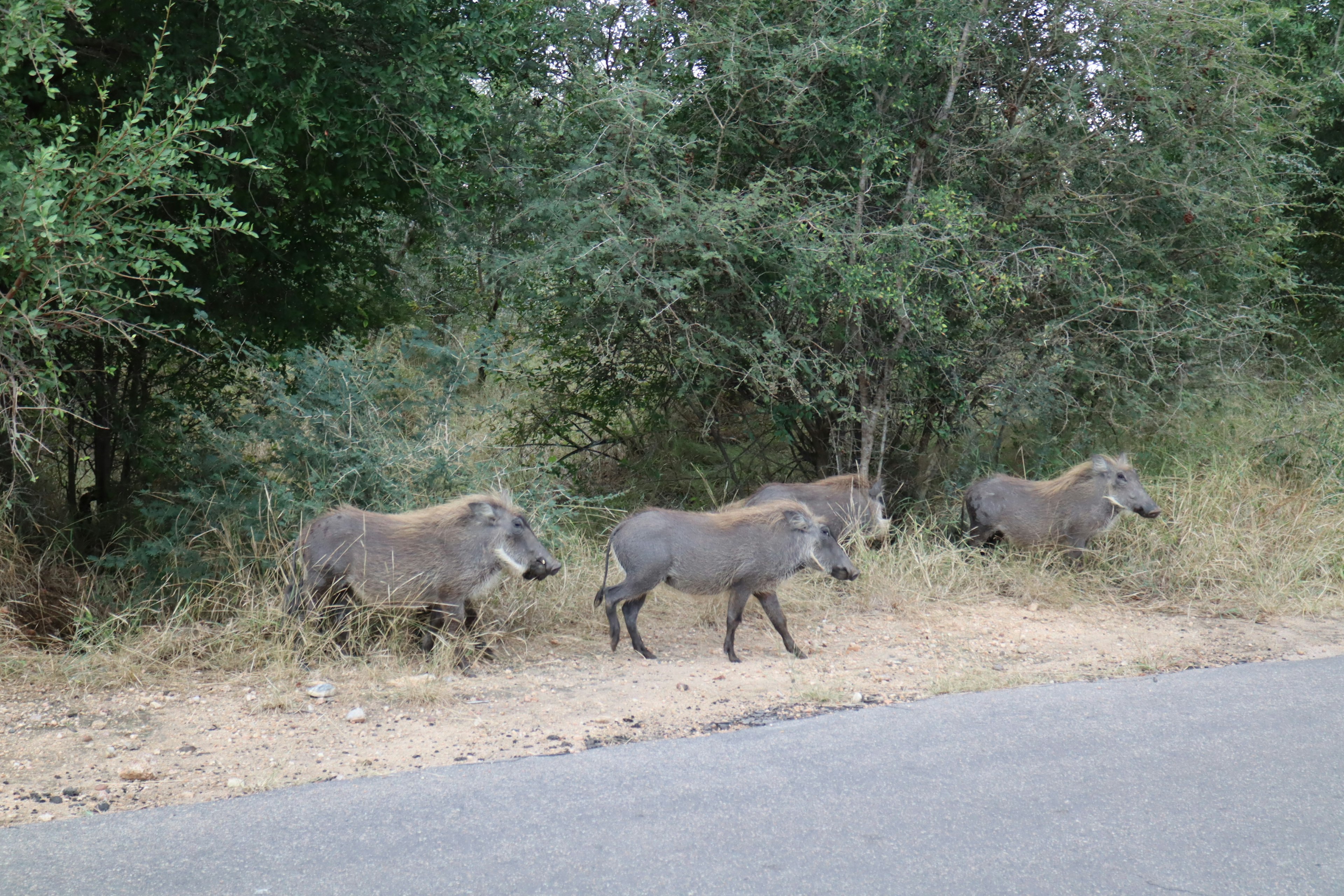 Four baboons walking along the roadside with surrounding greenery