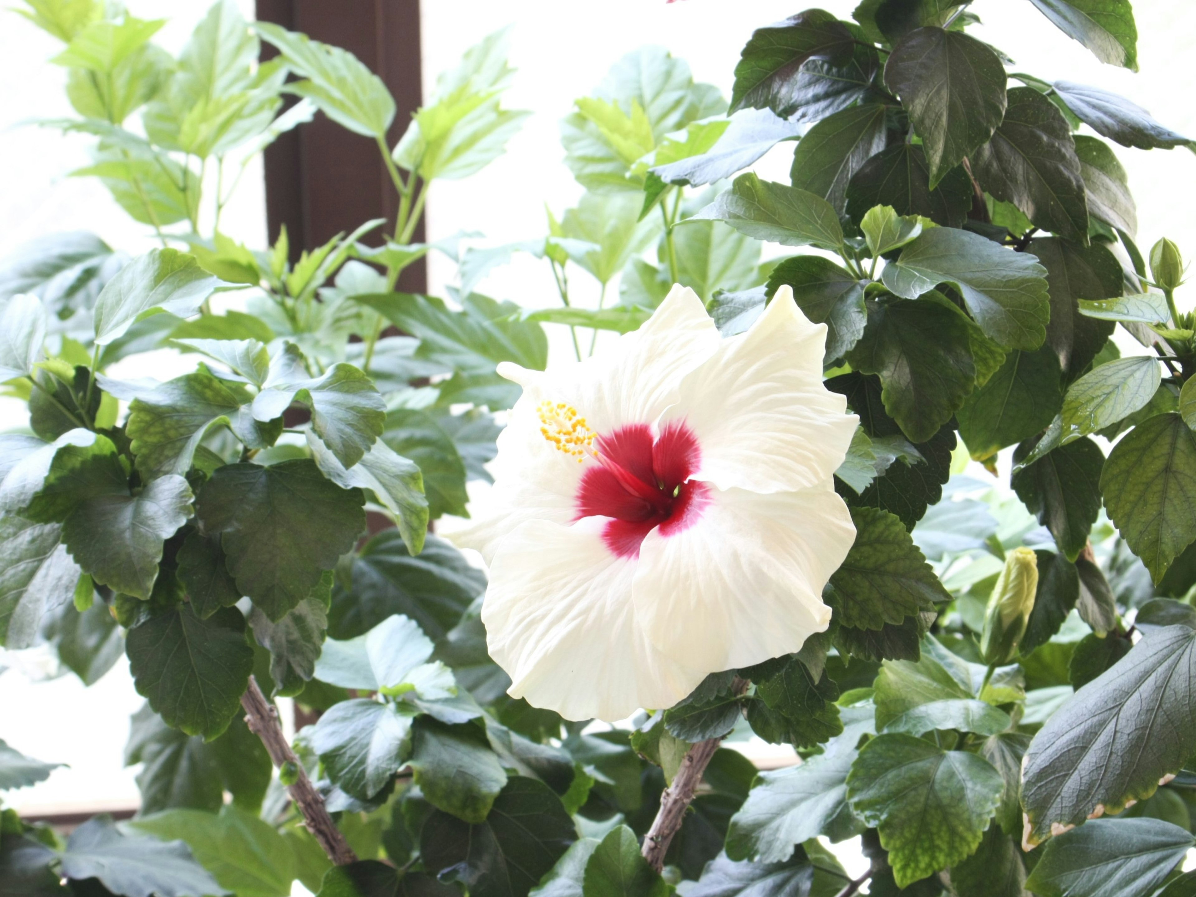 Bunga hibiscus putih dengan pusat merah dikelilingi daun hijau