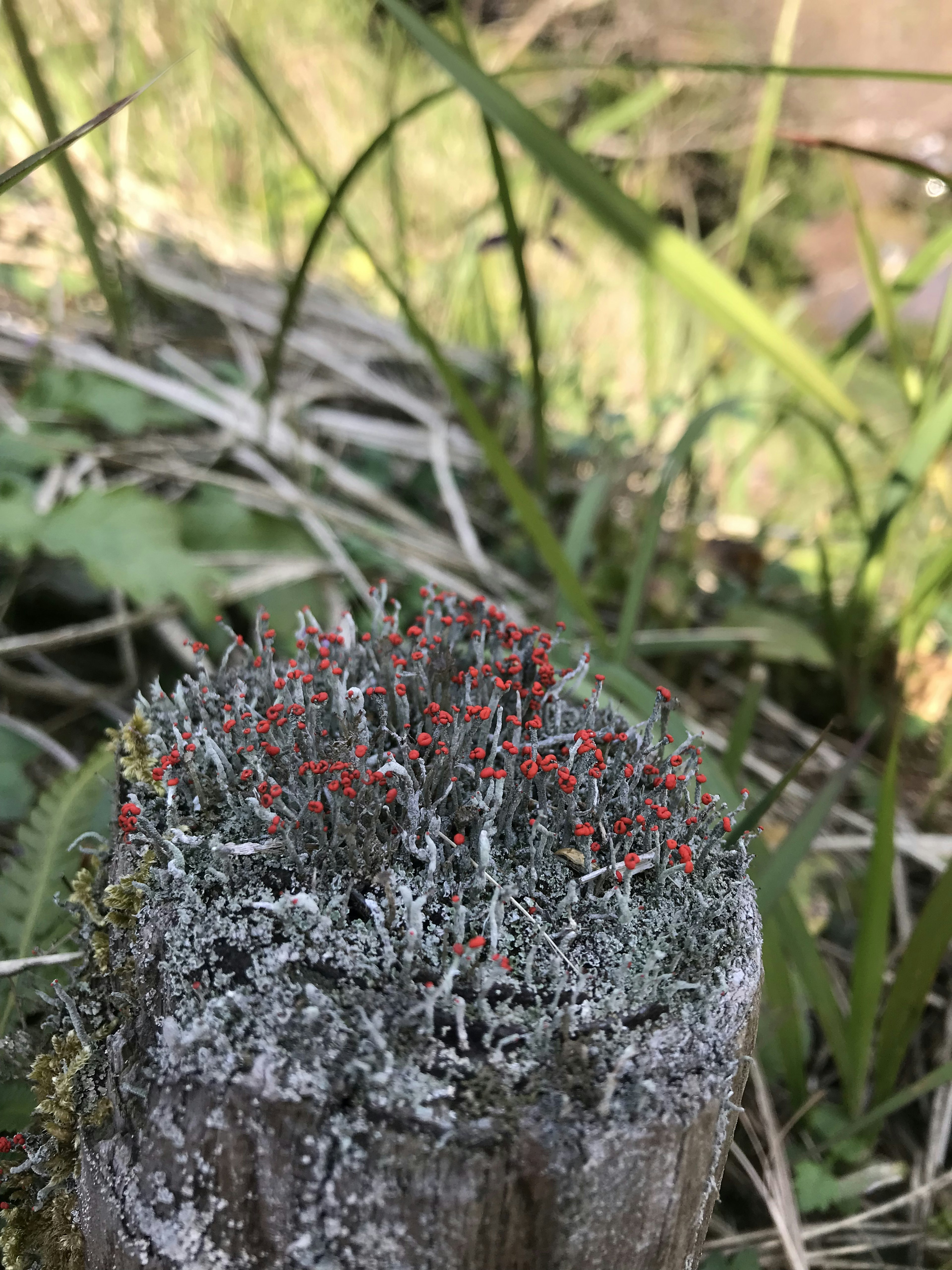 赤い小さな苔が生えた木の切り株の上に緑の草が見える