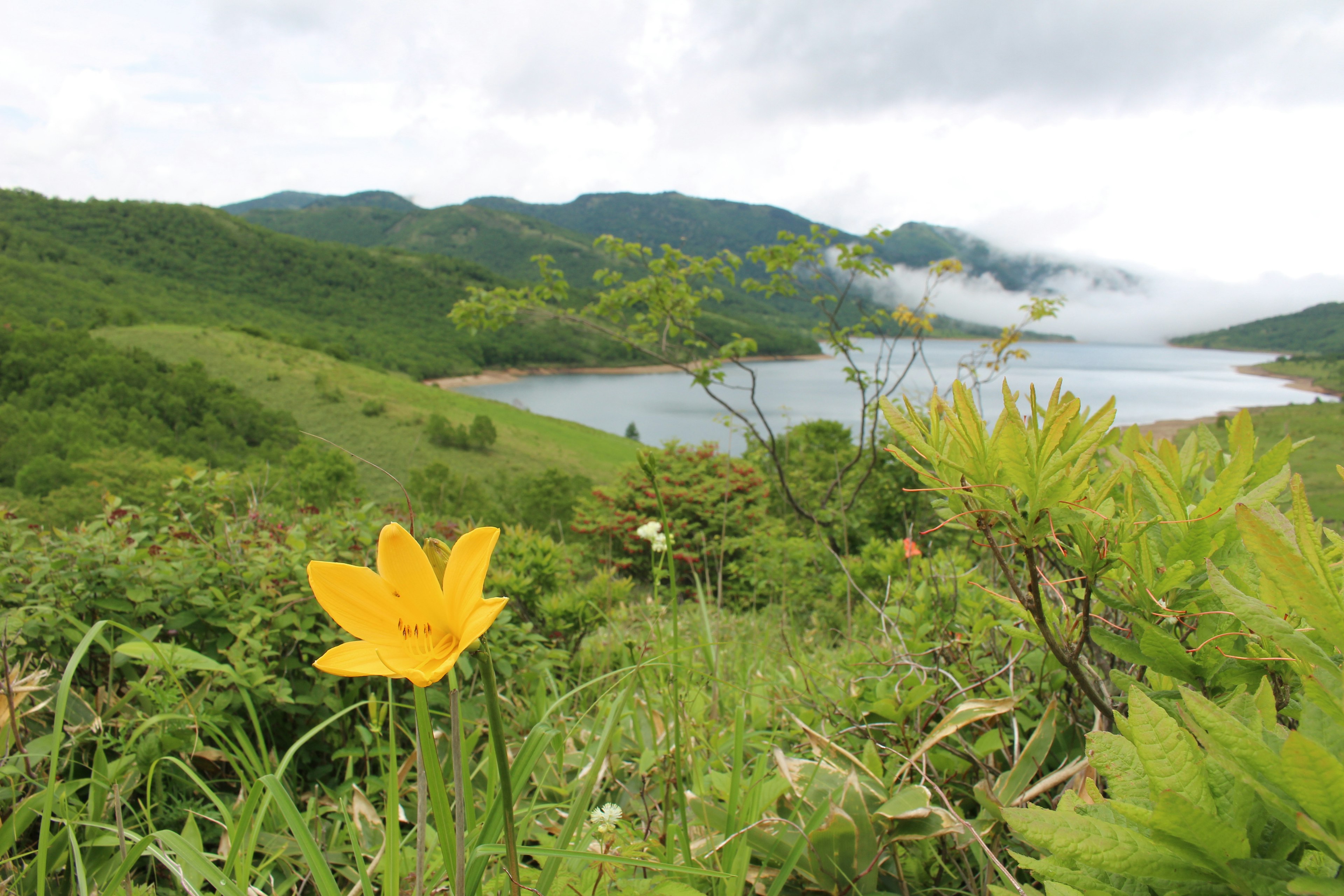 Fiore giallo in primo piano con colline verdi e lago sullo sfondo