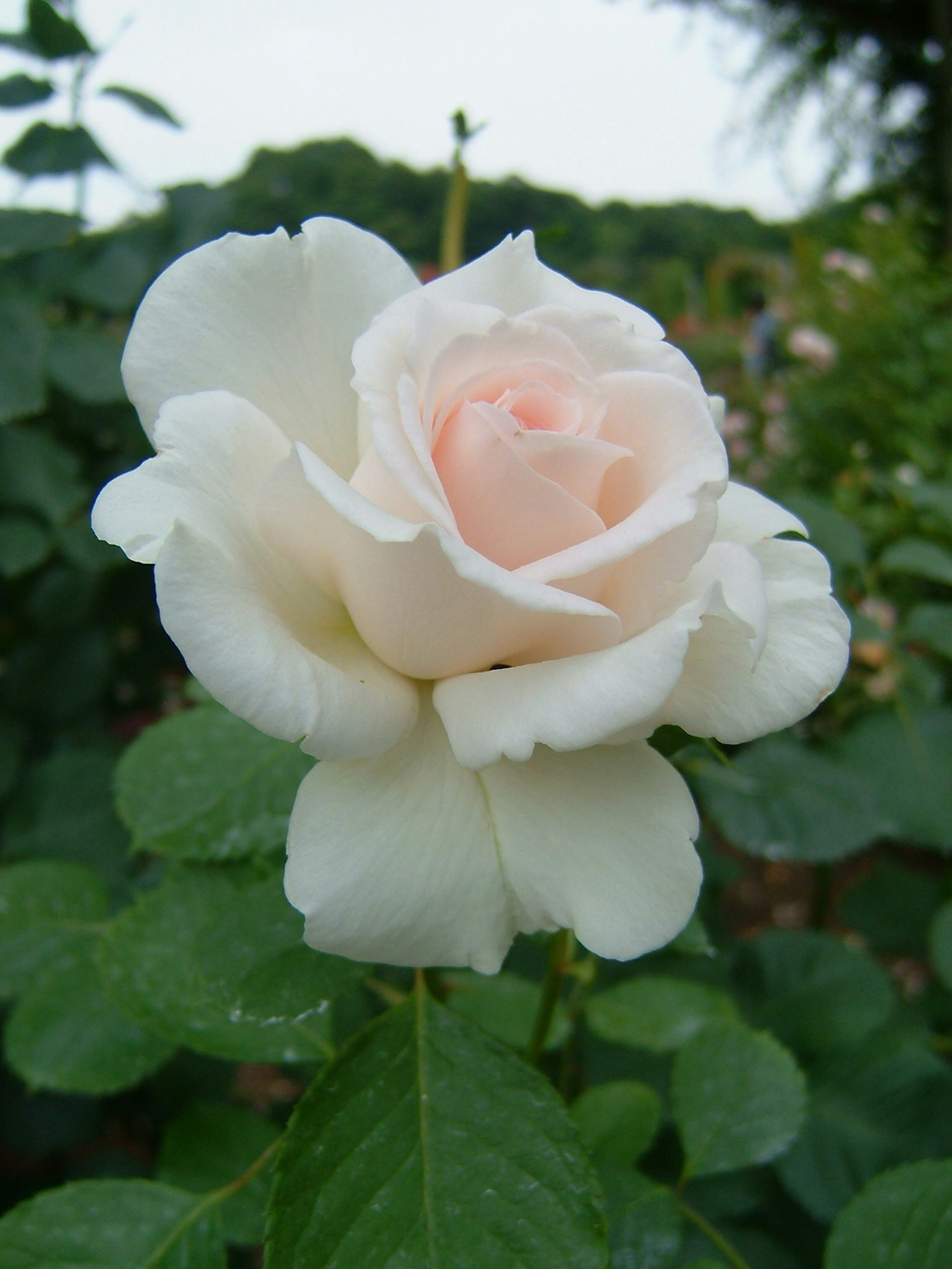 淡いピンクの中心を持つ白いバラの花と緑の葉