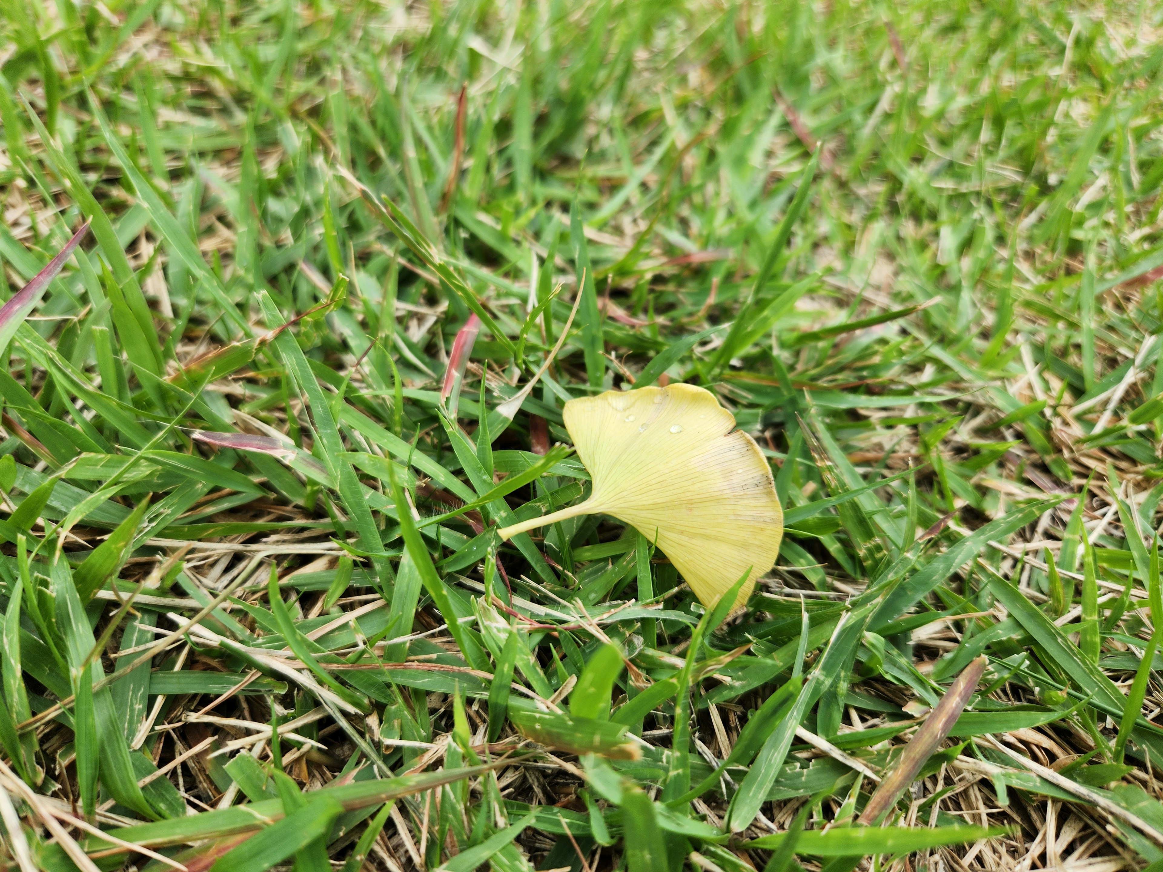 緑の芝生の上に落ちた黄色い葉