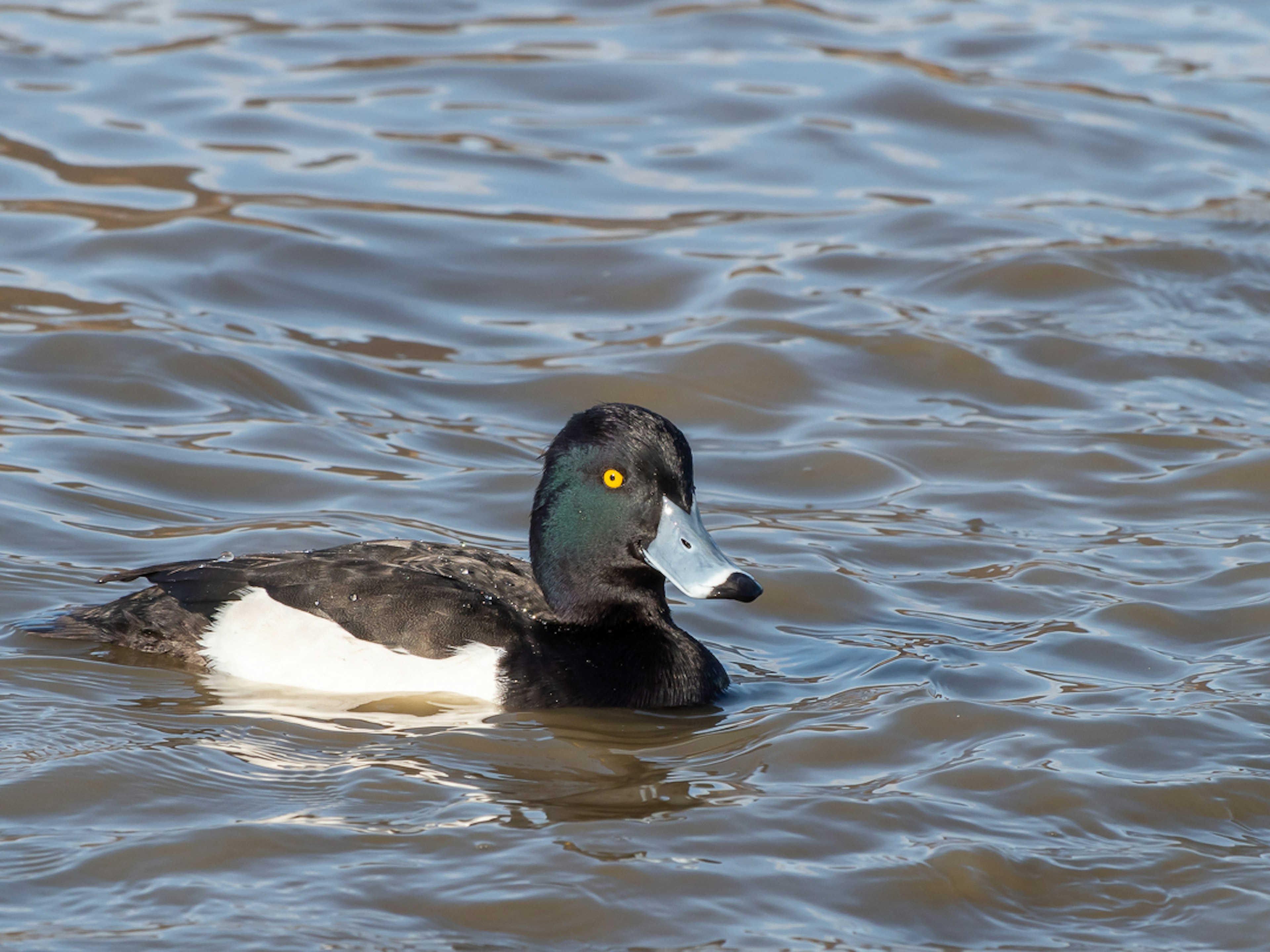 A black and white duck swimming on the water with yellow eyes