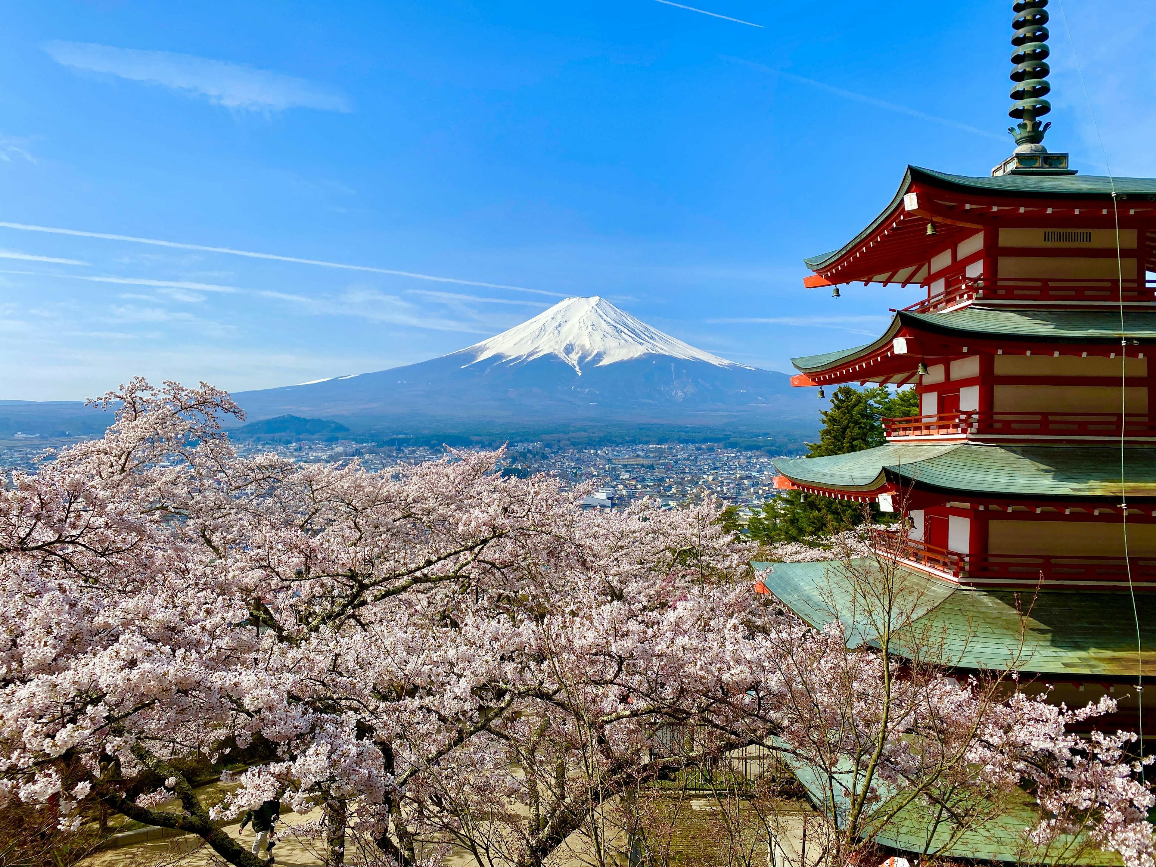 Red five-story pagoda with cherry blossoms and Mount Fuji in the background