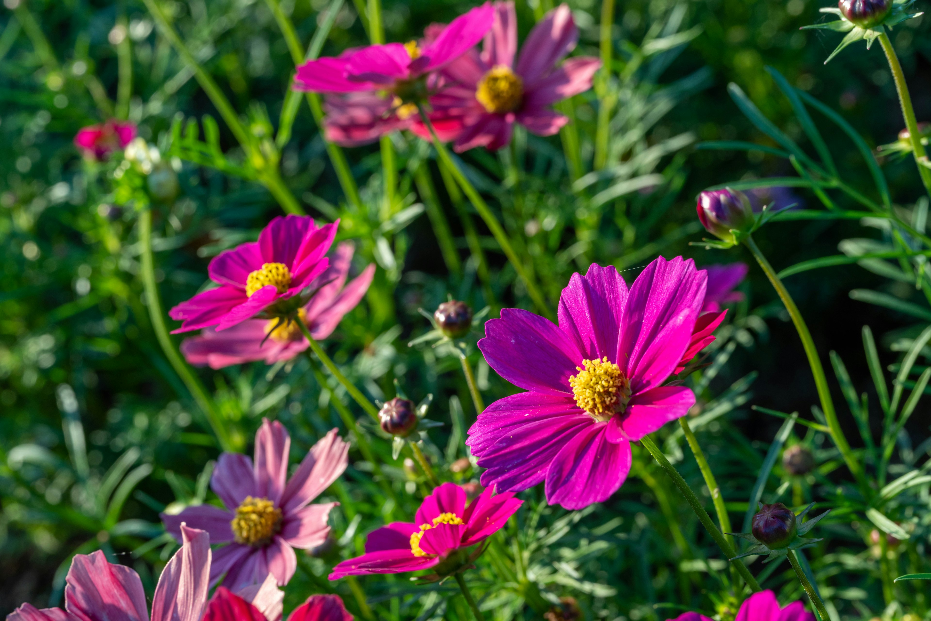 Lebendige Kosmosblumen blühen vor grünem Hintergrund