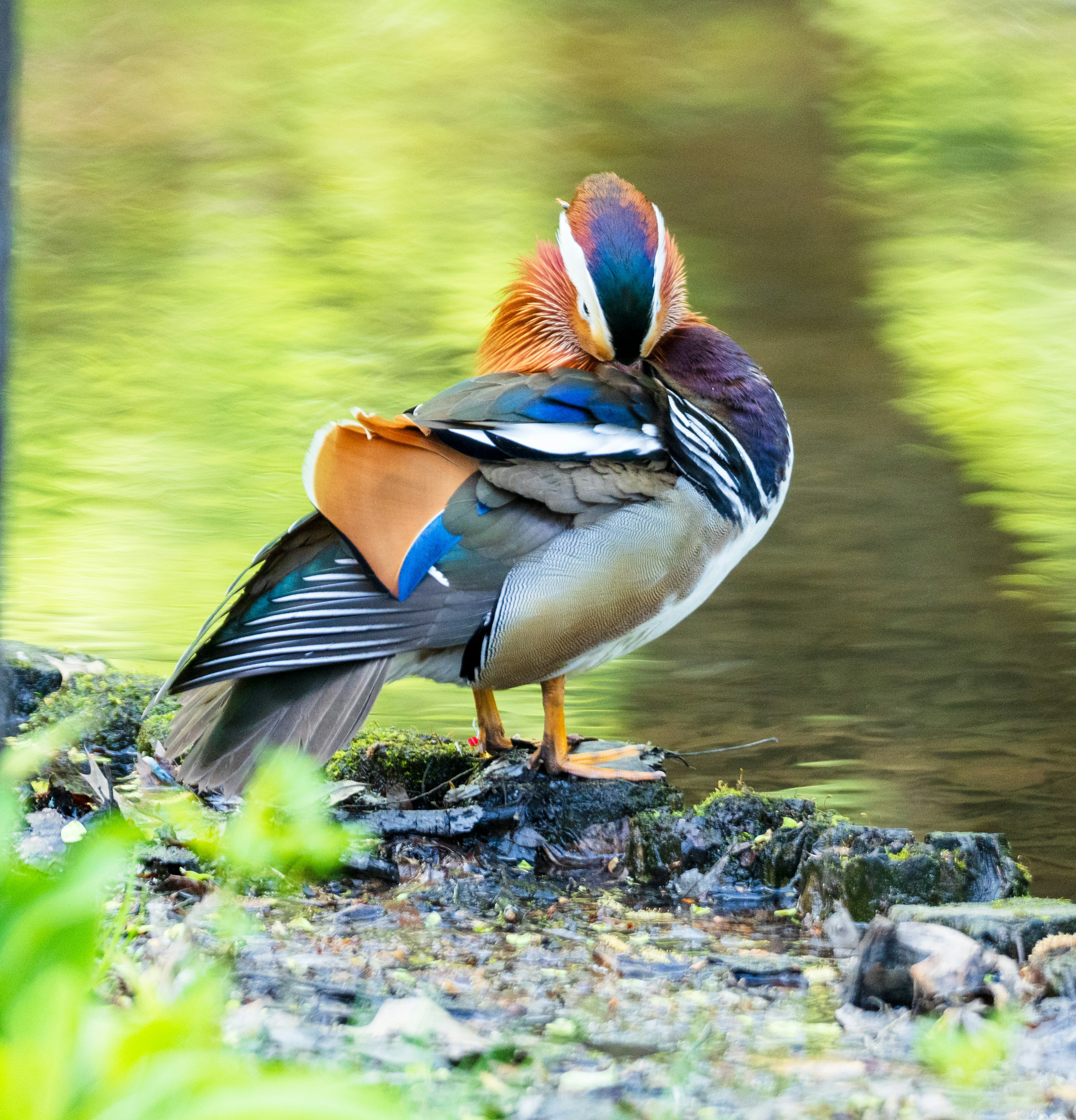 A mandarin duck preening its feathers by the waterside