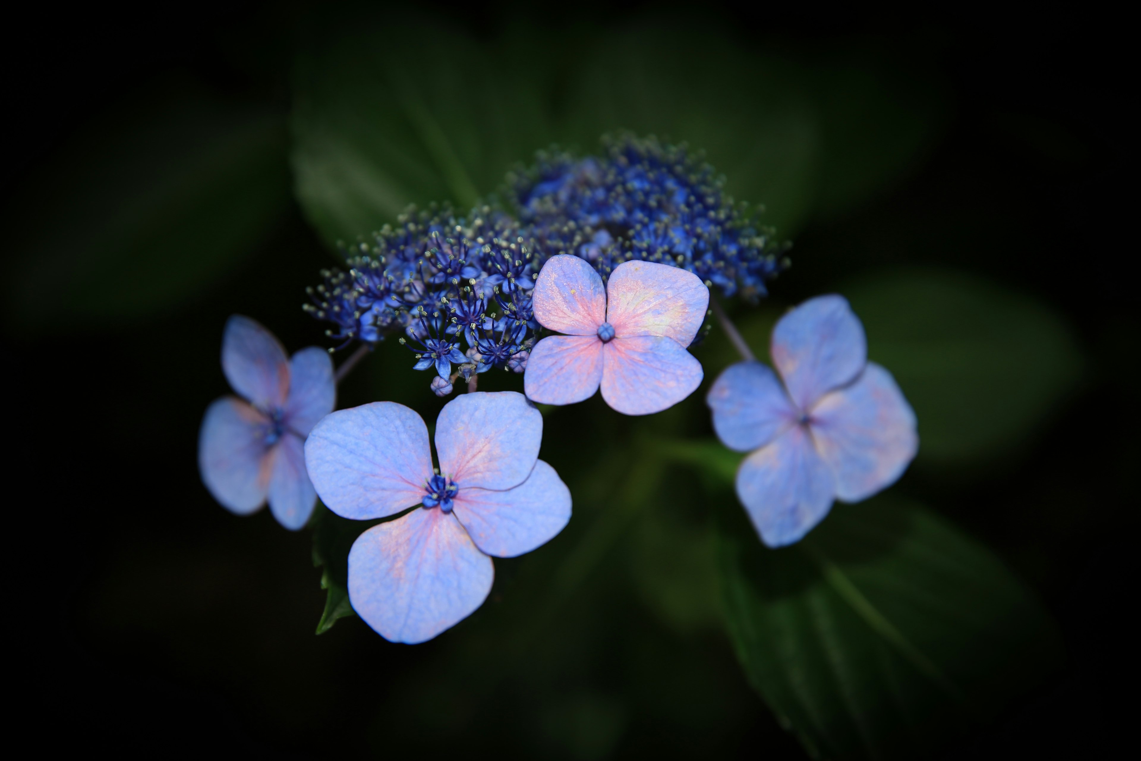 Primo piano di una pianta con fiori blu e rosa chiaro