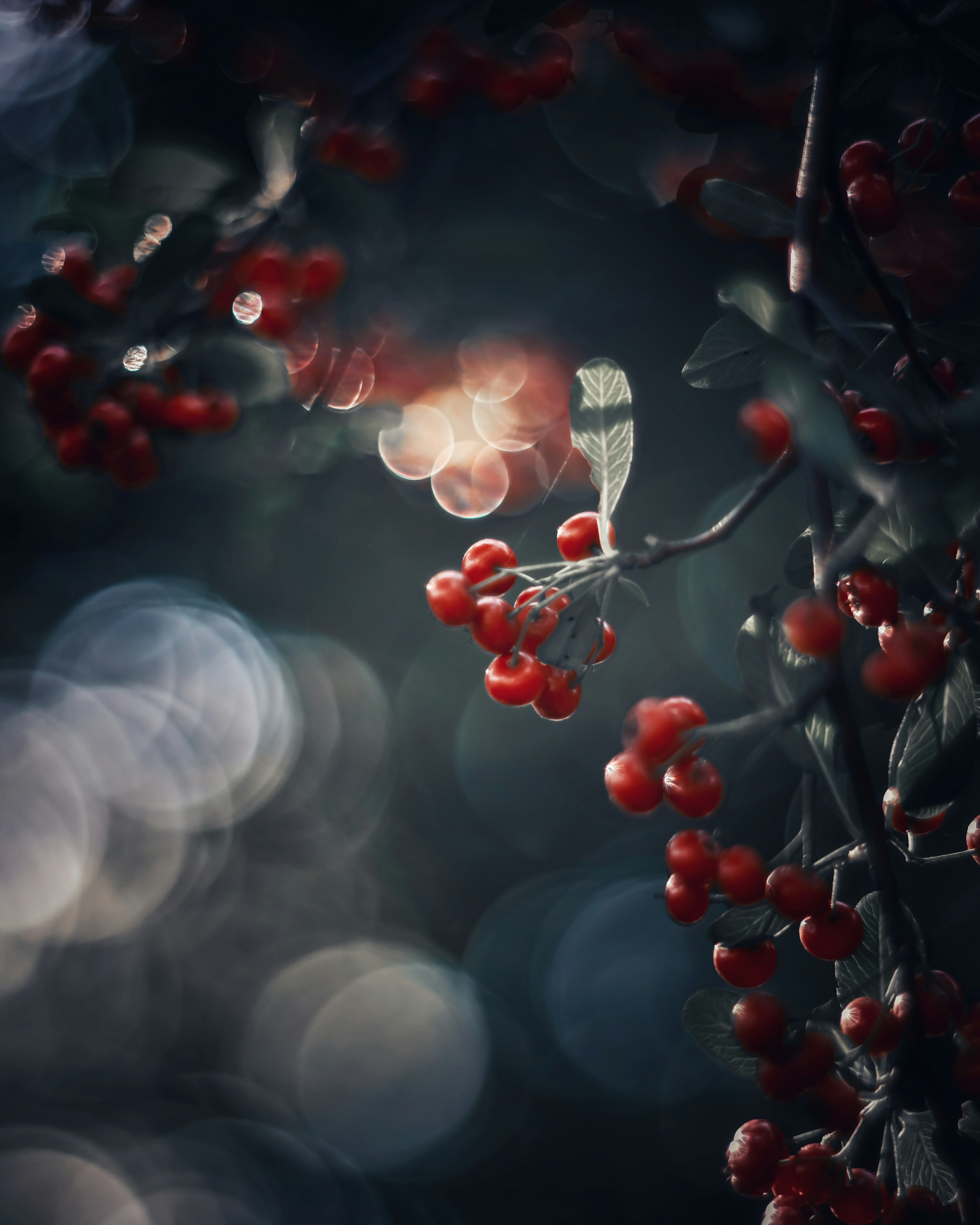 Close-up of vibrant red berries against a blurred background