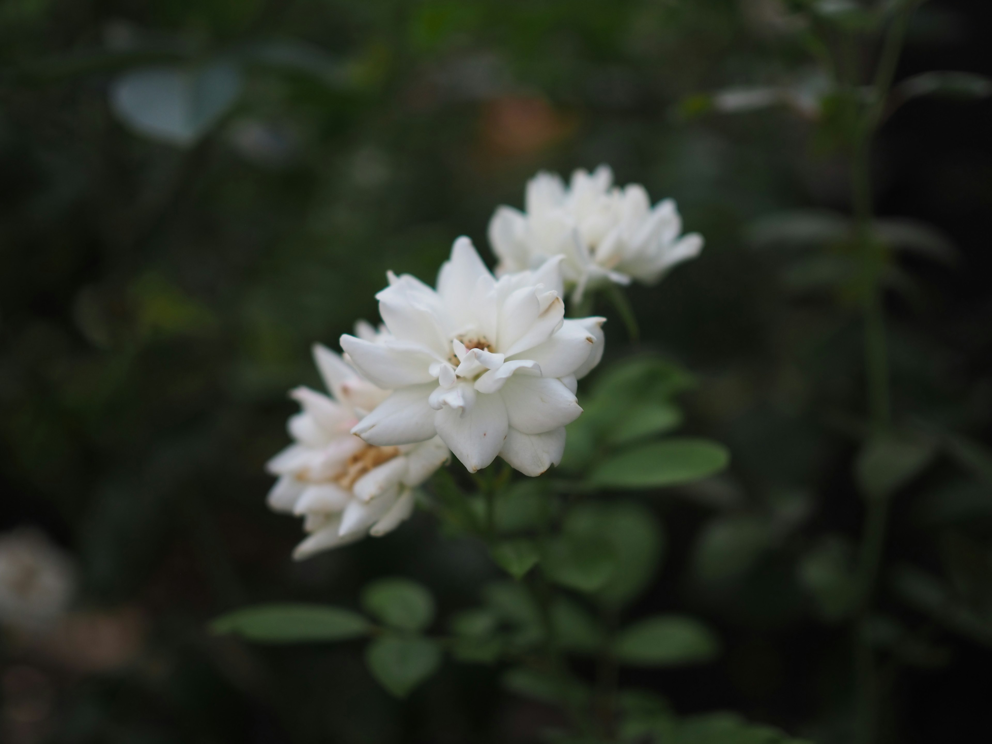 白い花が緑の背景に咲いている