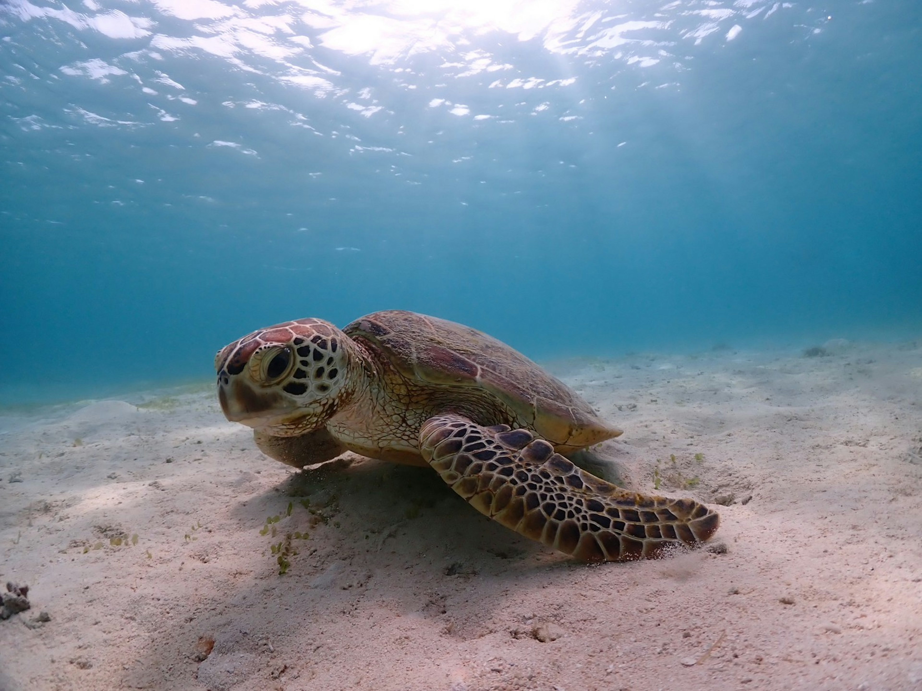 Photo of a sea turtle swimming underwater with a blue water background and sandy floor