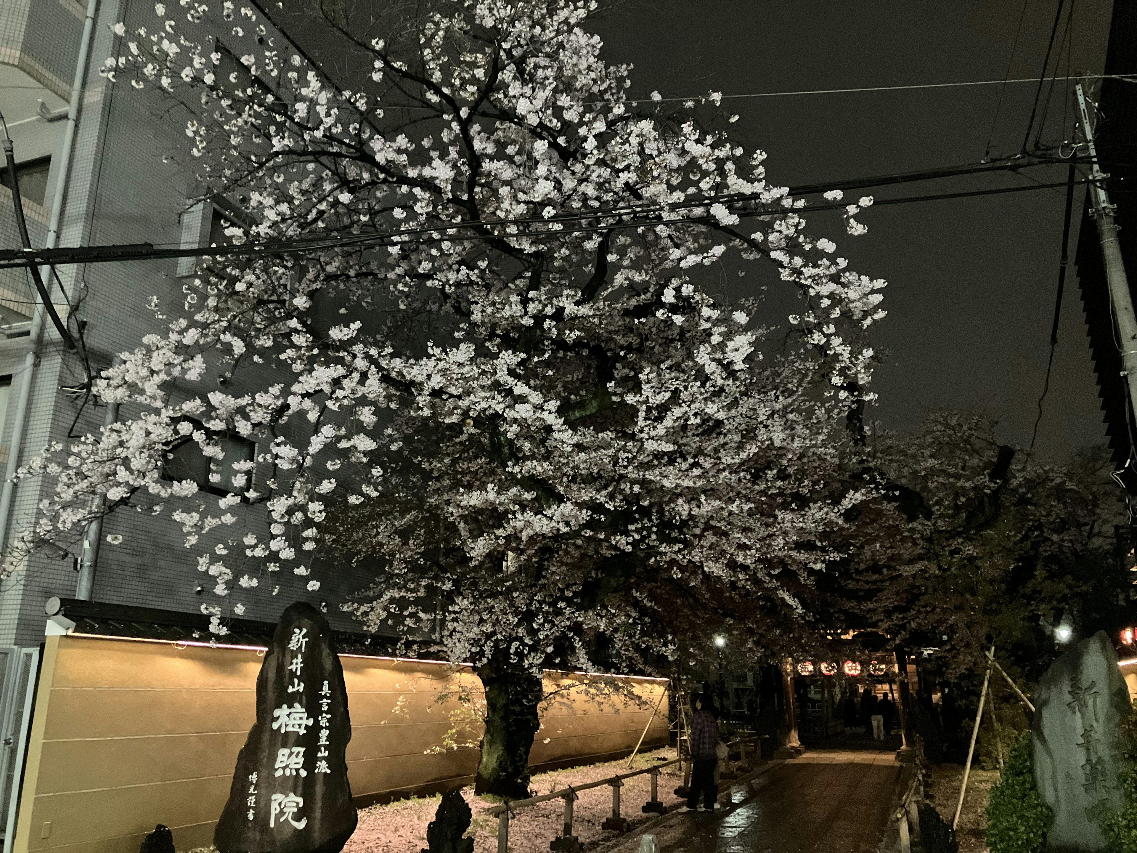 Kirschbaum in voller Blüte bei Nacht mit Straßenlaternen