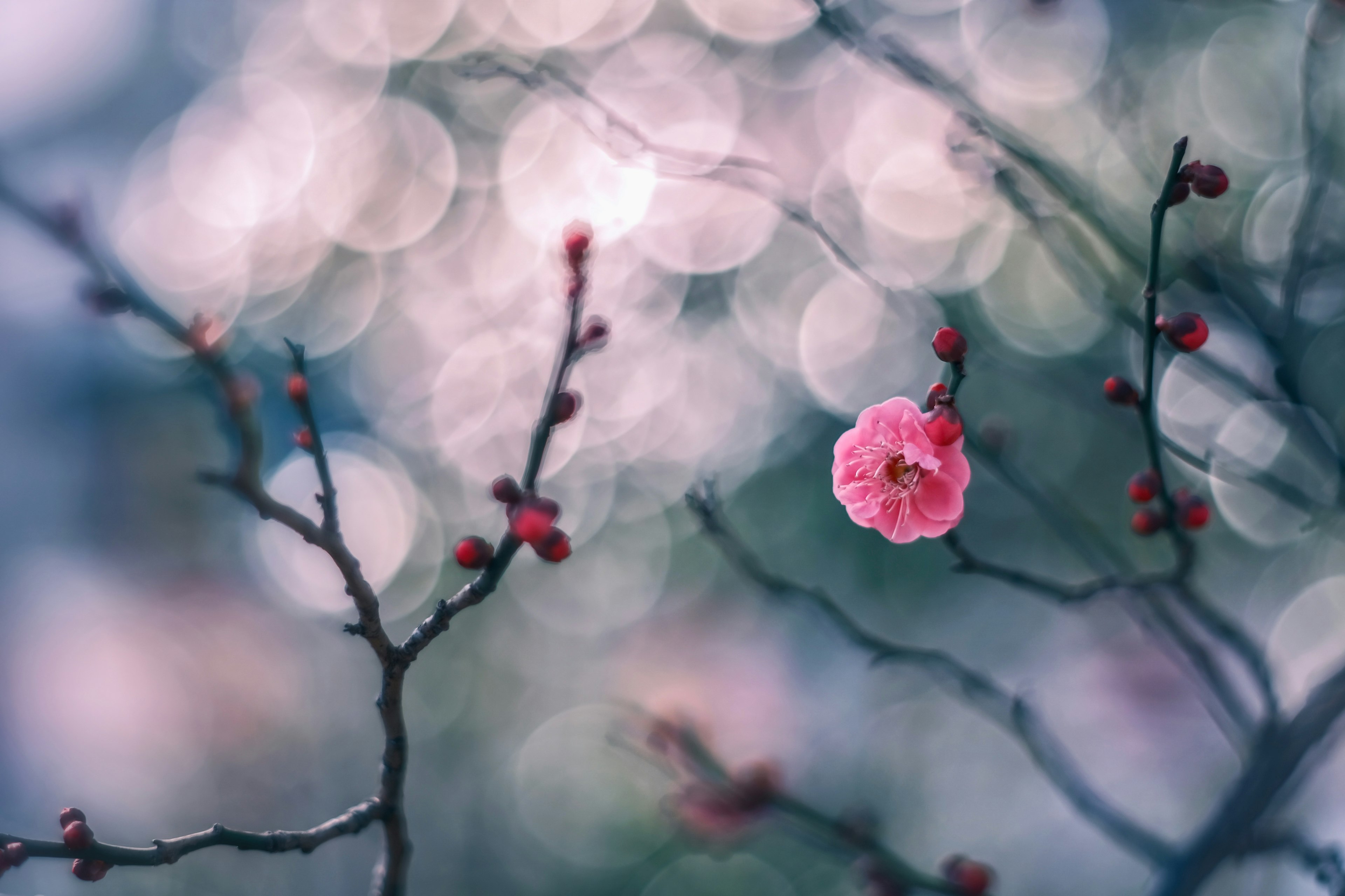 Fiore di prugno rosa e gemme su rami con sfondo sfocato