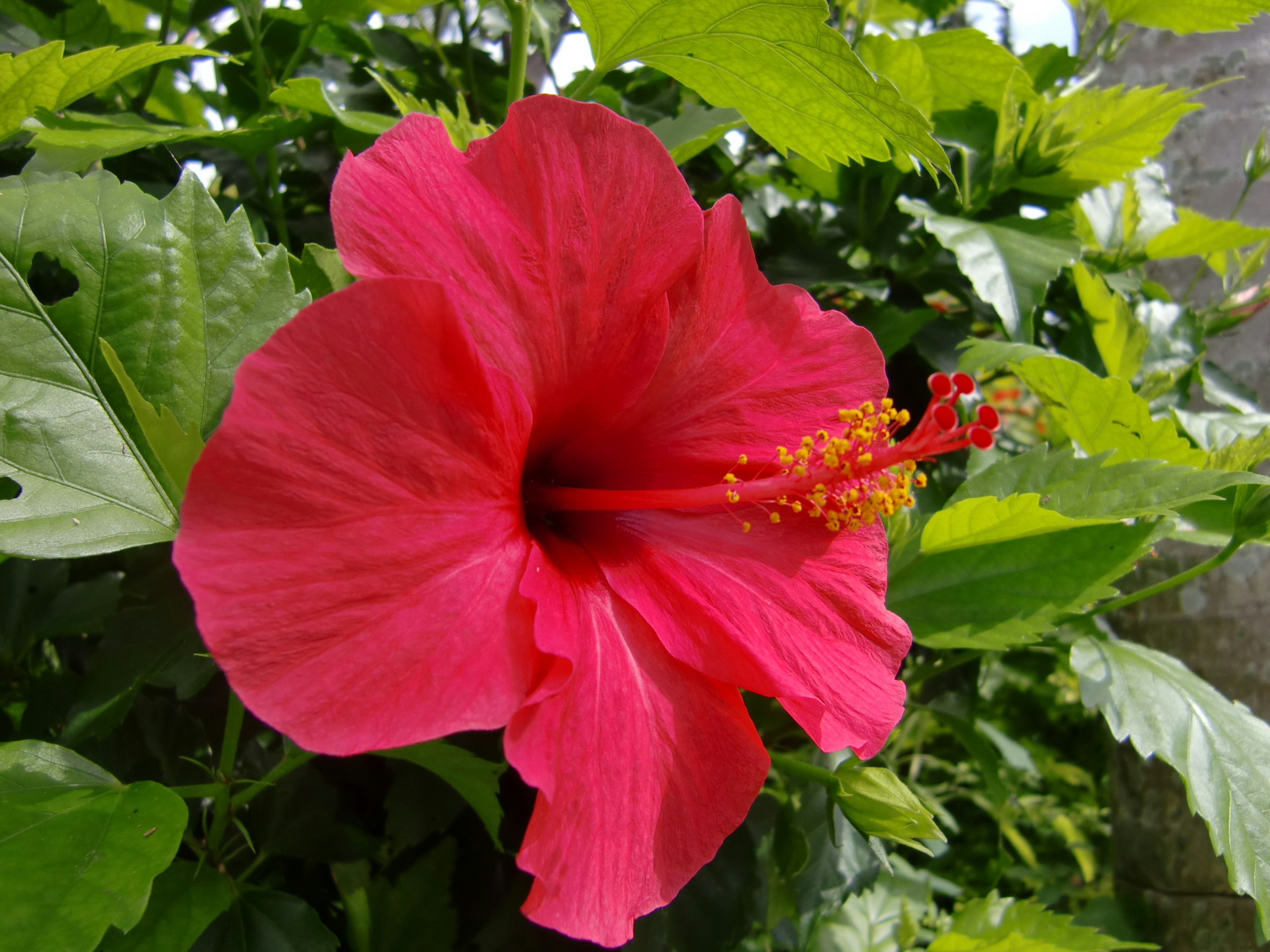 Bunga hibiscus merah cerah dikelilingi oleh daun hijau