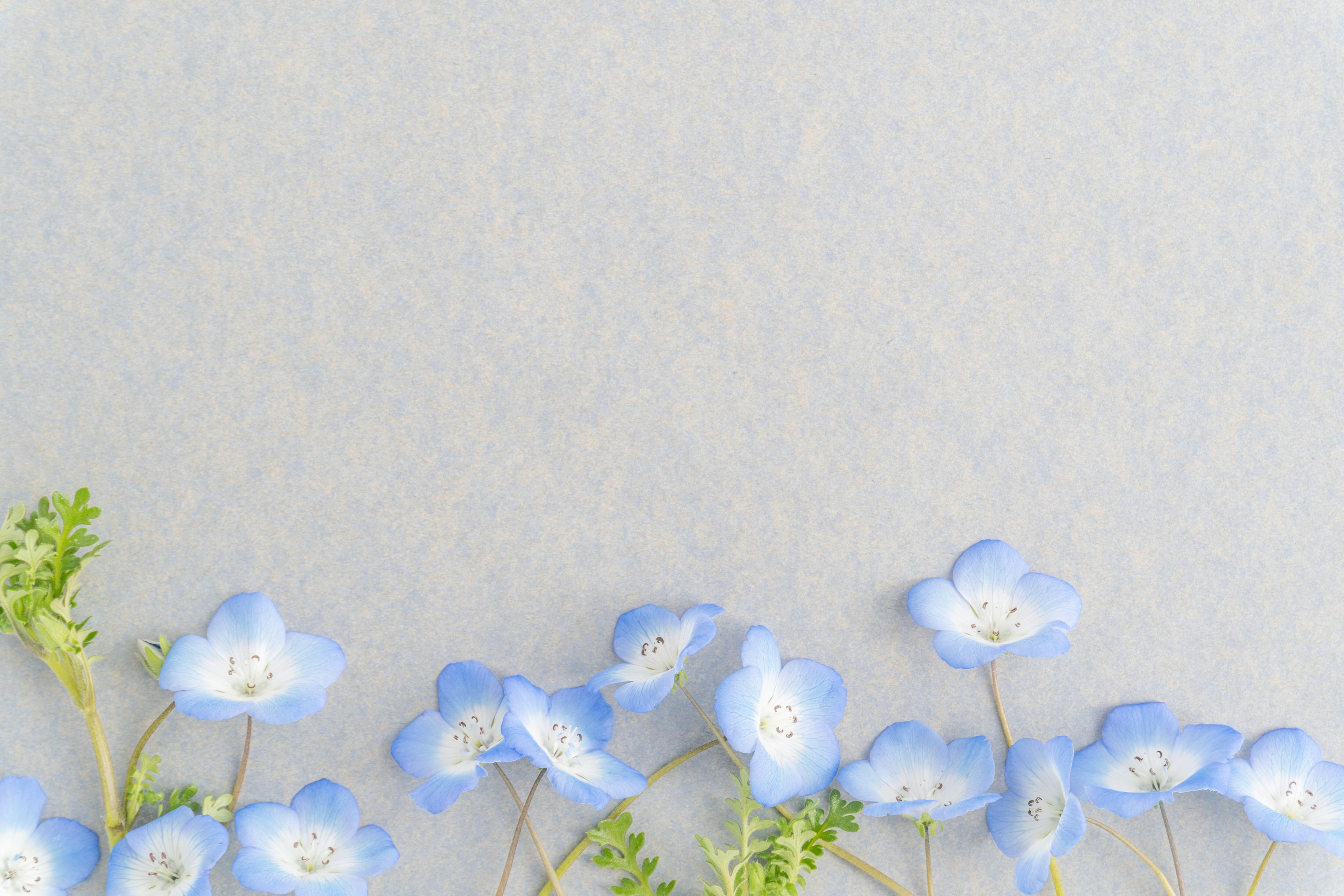 An image featuring delicate blue flowers arranged against a soft gray background