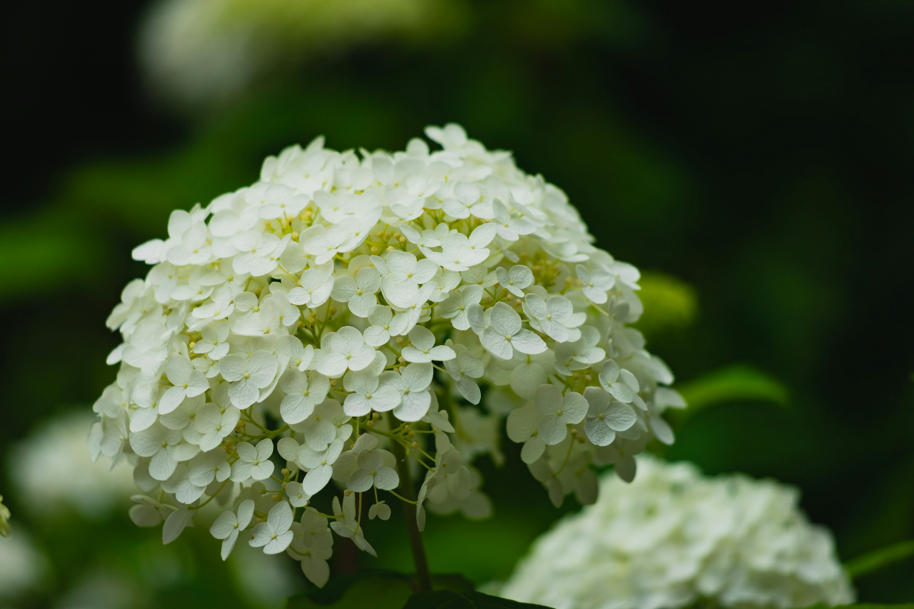 Cluster of white hydrangea flowers against a green background