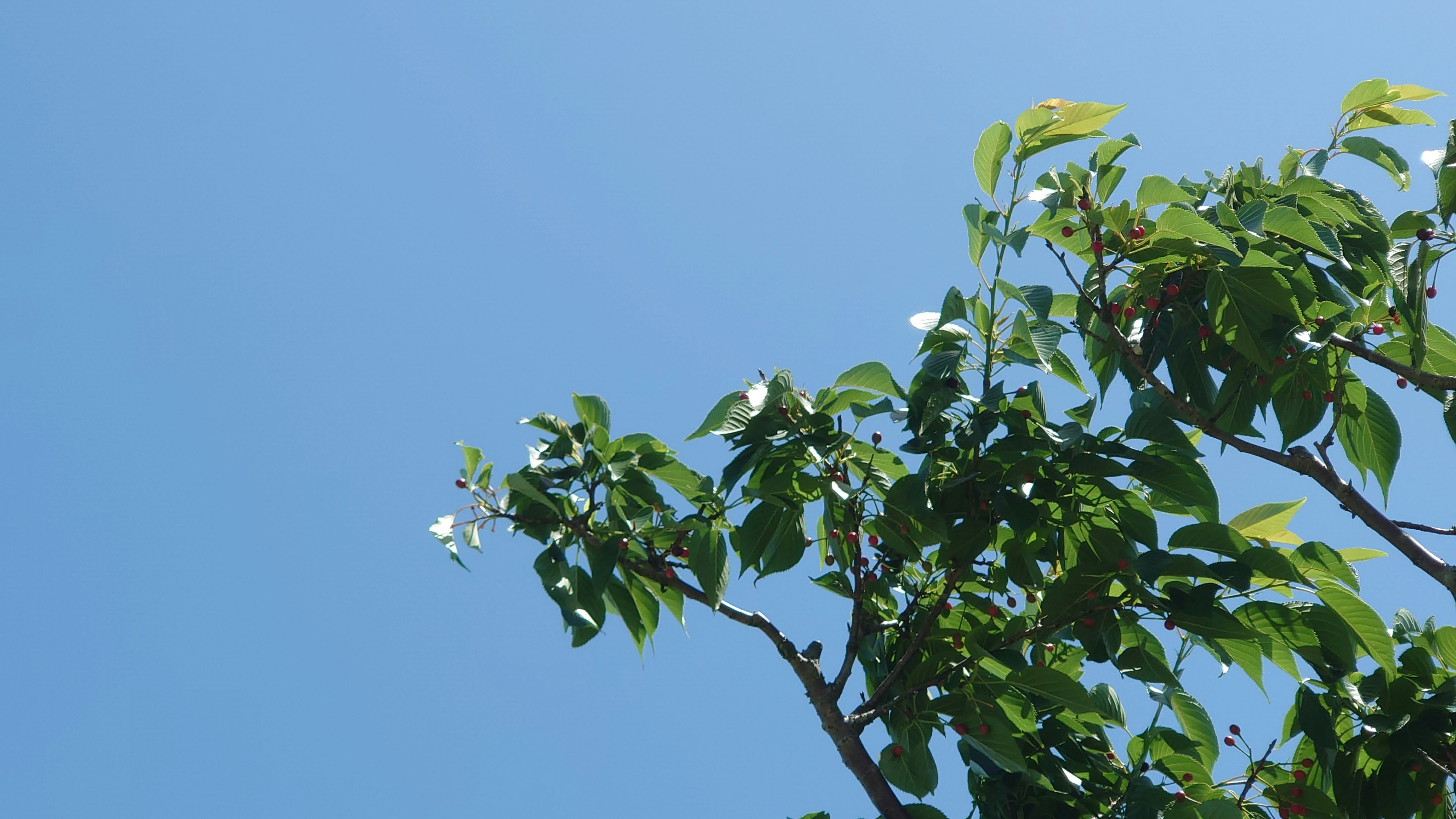 Hojas verdes y flores blancas que se extienden hacia el cielo azul