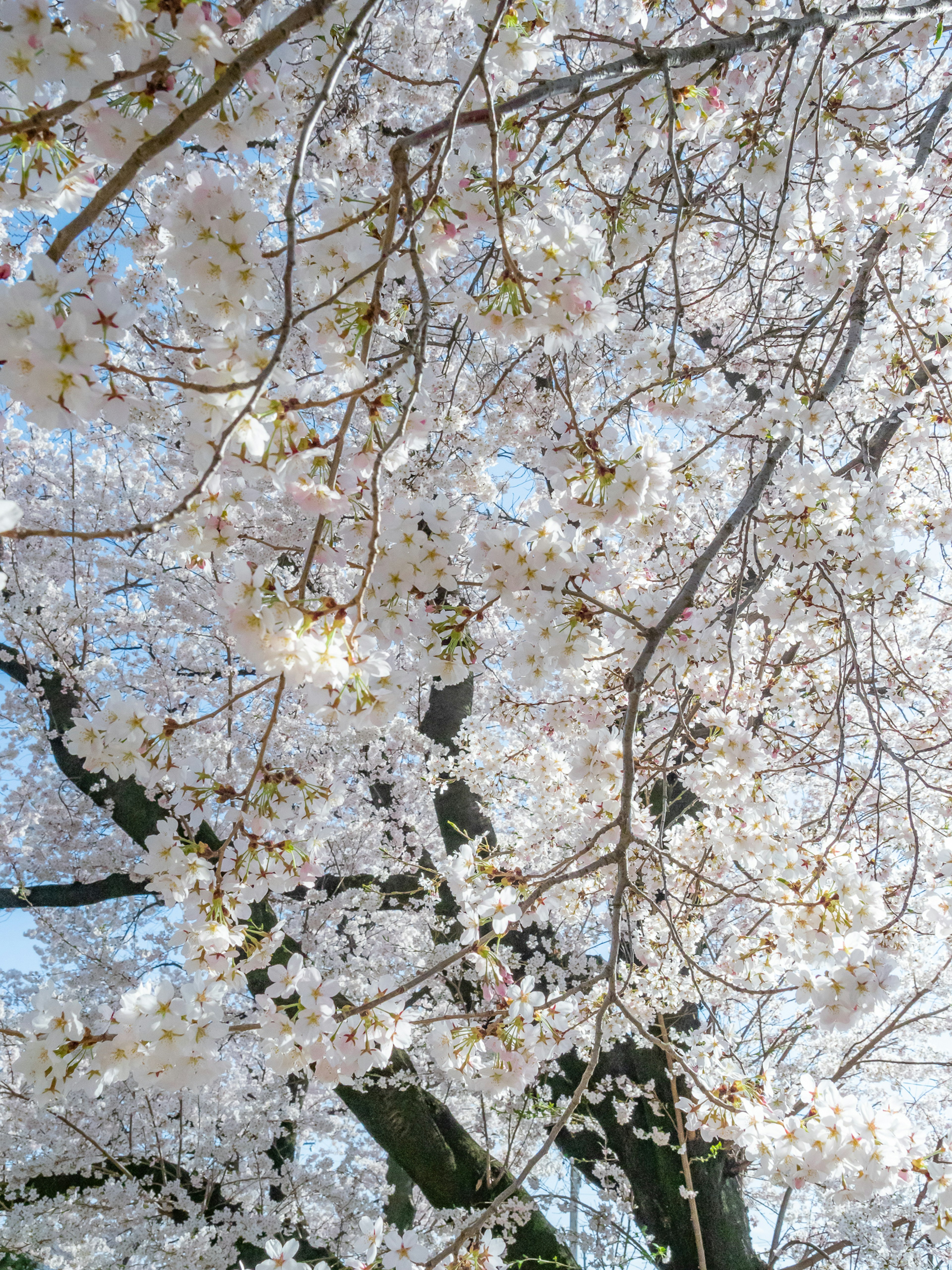 Beautiful view of cherry blossom branches in full bloom against a blue sky