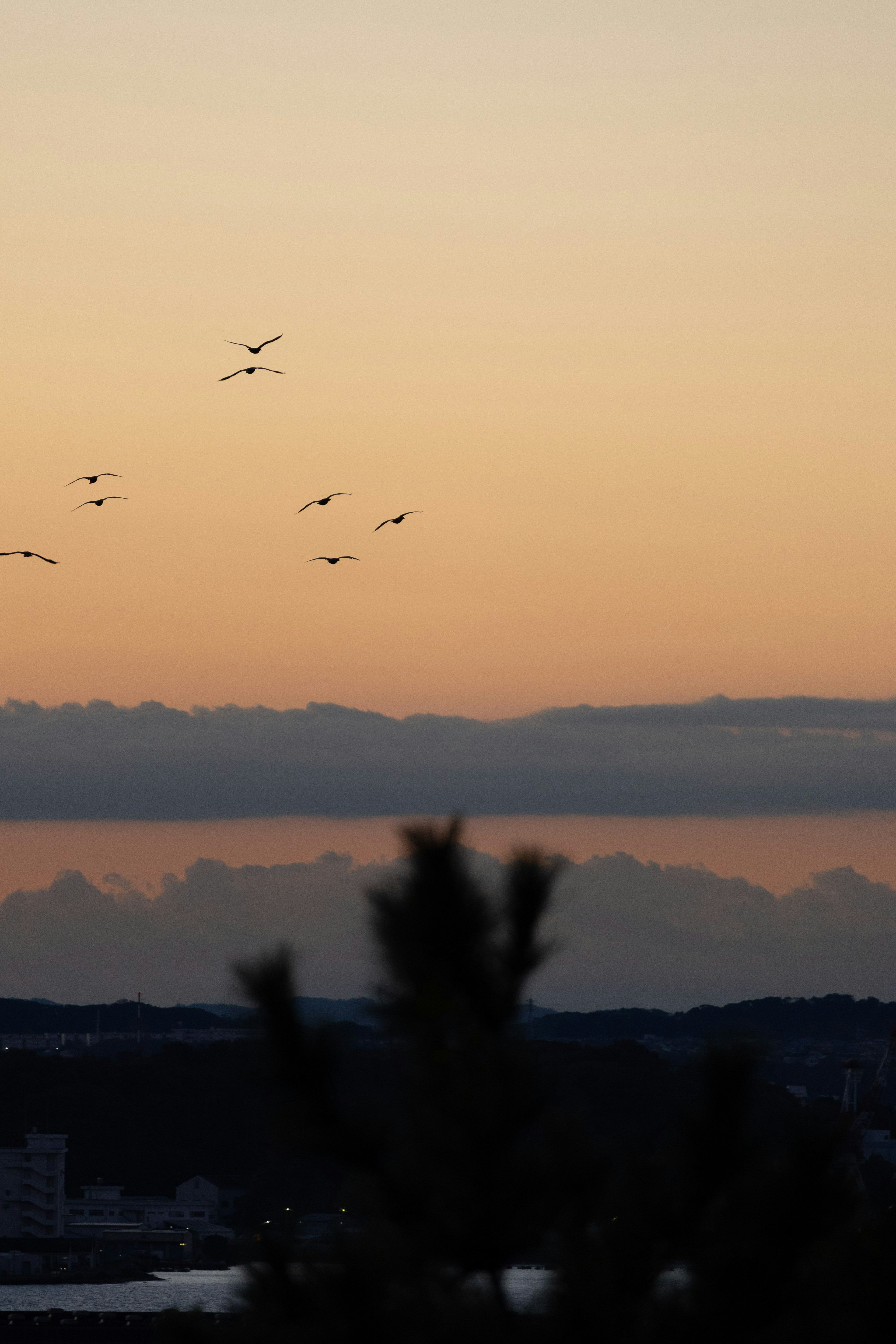 夕焼けの空に飛ぶ鳥たちとシルエットの木