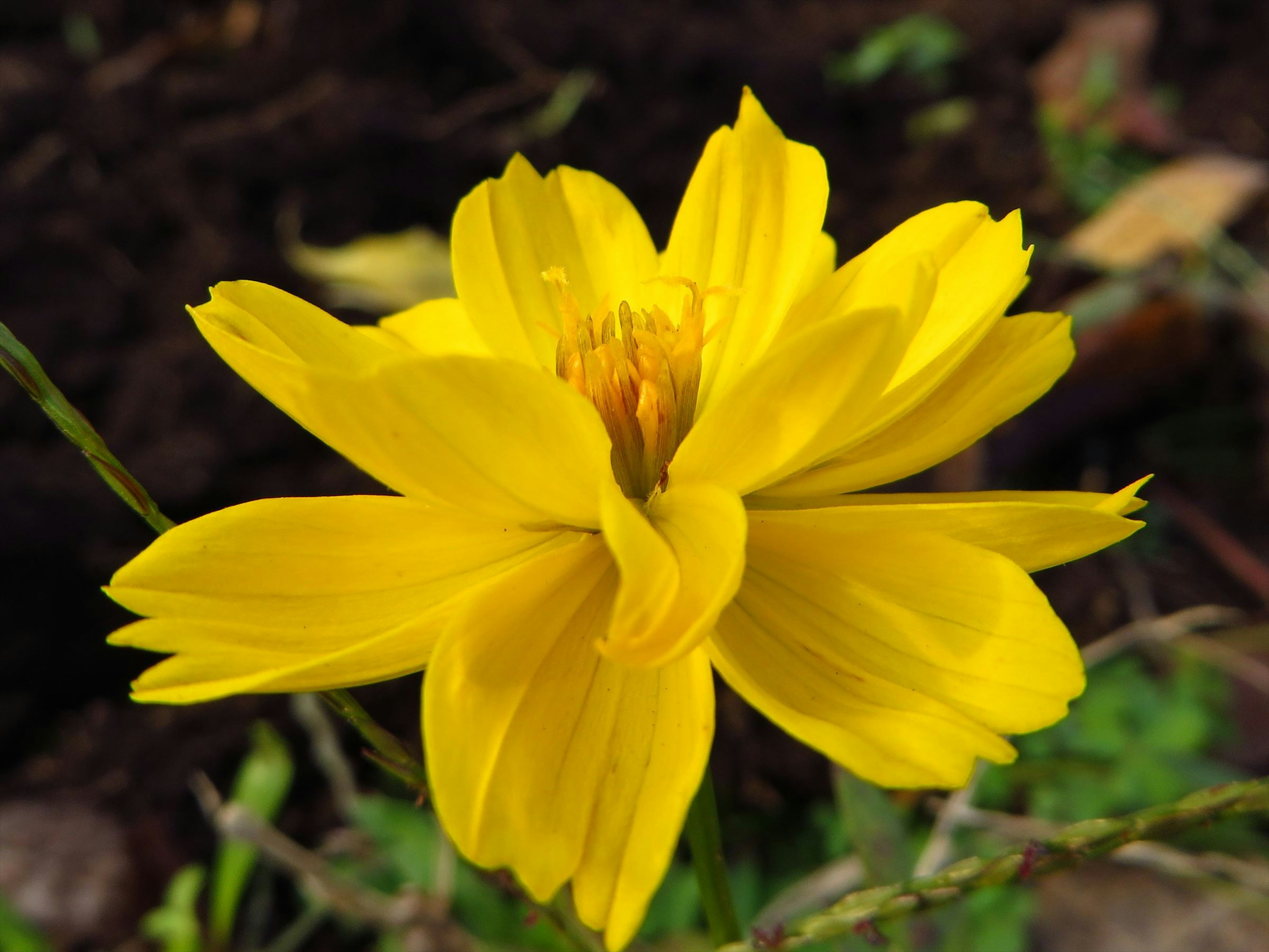 Gros plan d'une fleur jaune éclatante en fleurs