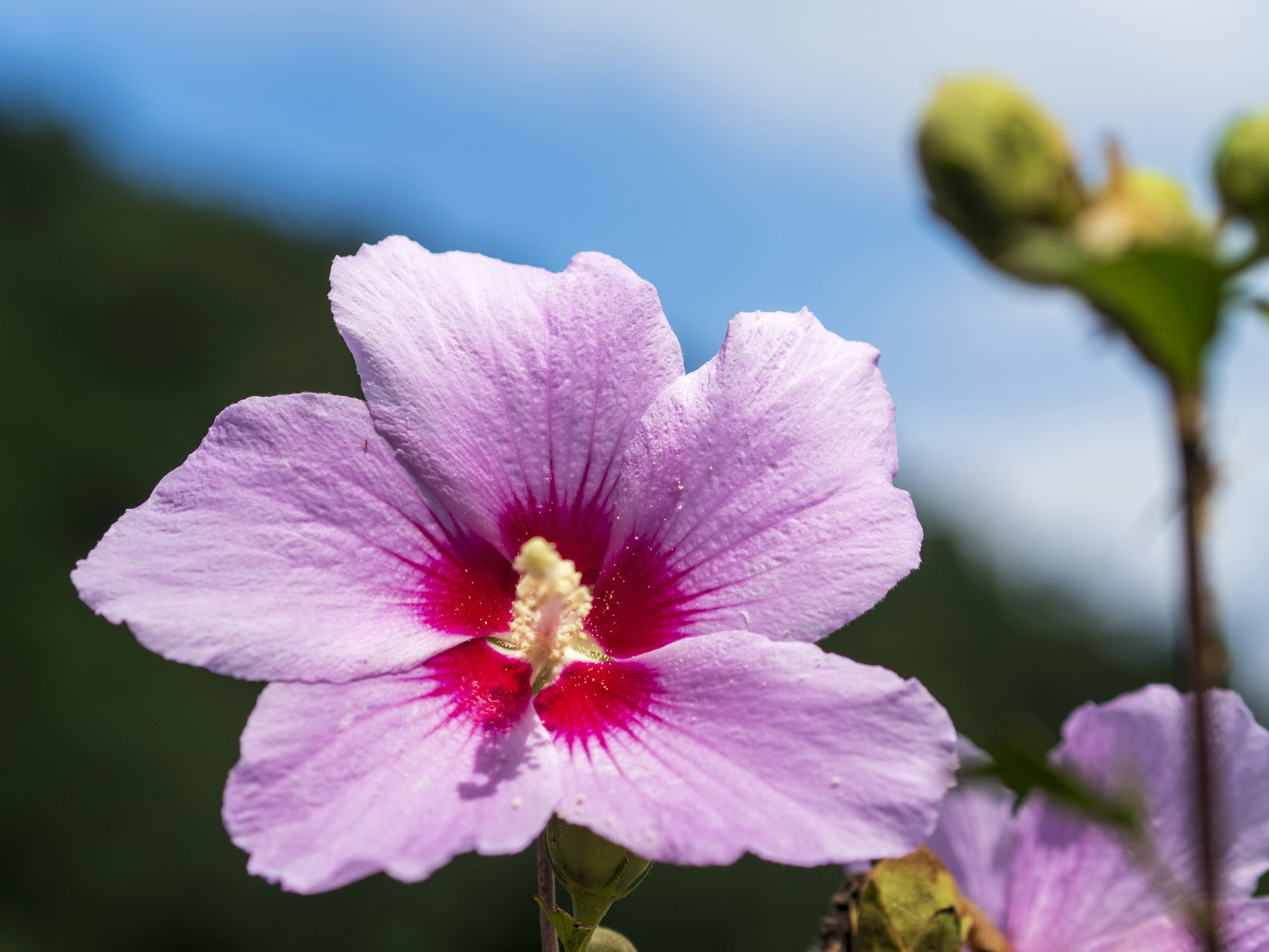 Fiore di ibisco con petali viola chiaro e un centro rosso