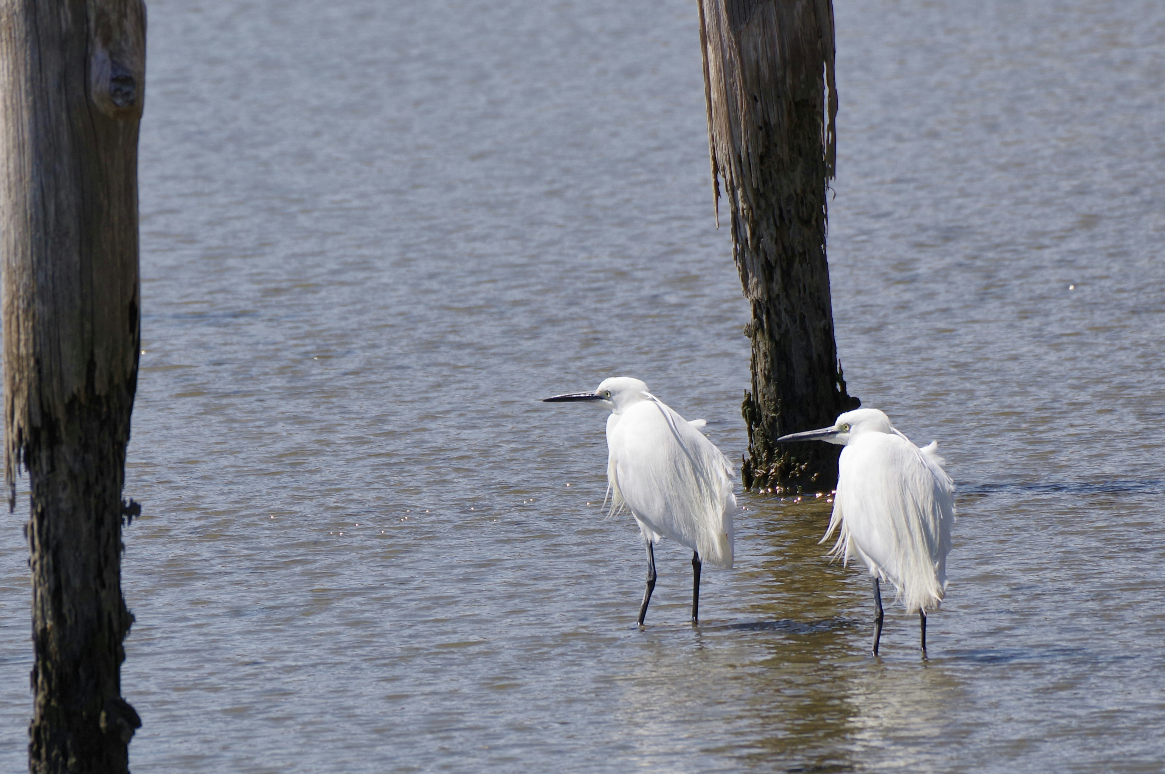 Two white herons standing in shallow water near wooden posts