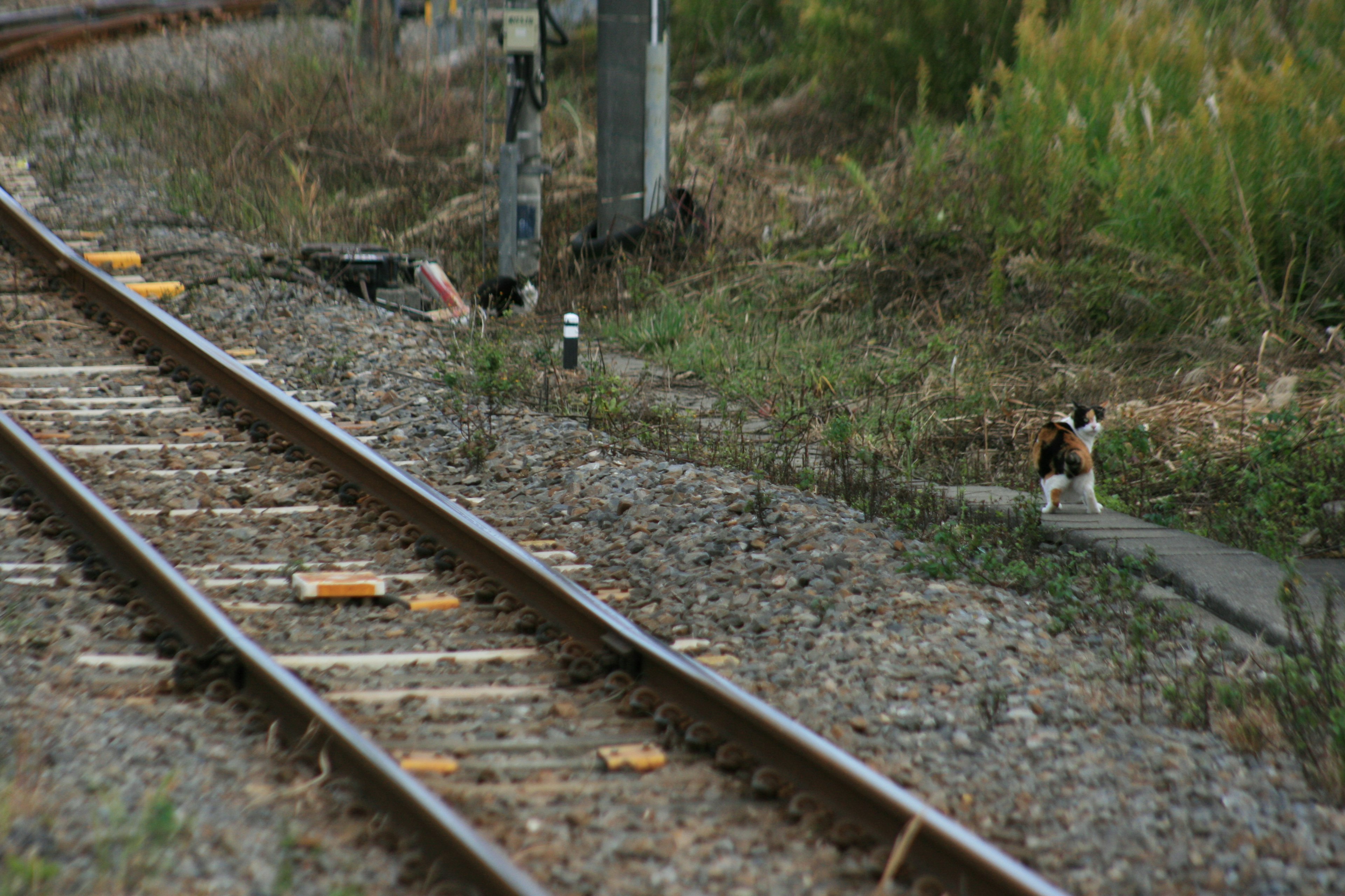 Cane accanto a una ferrovia con erba incolta