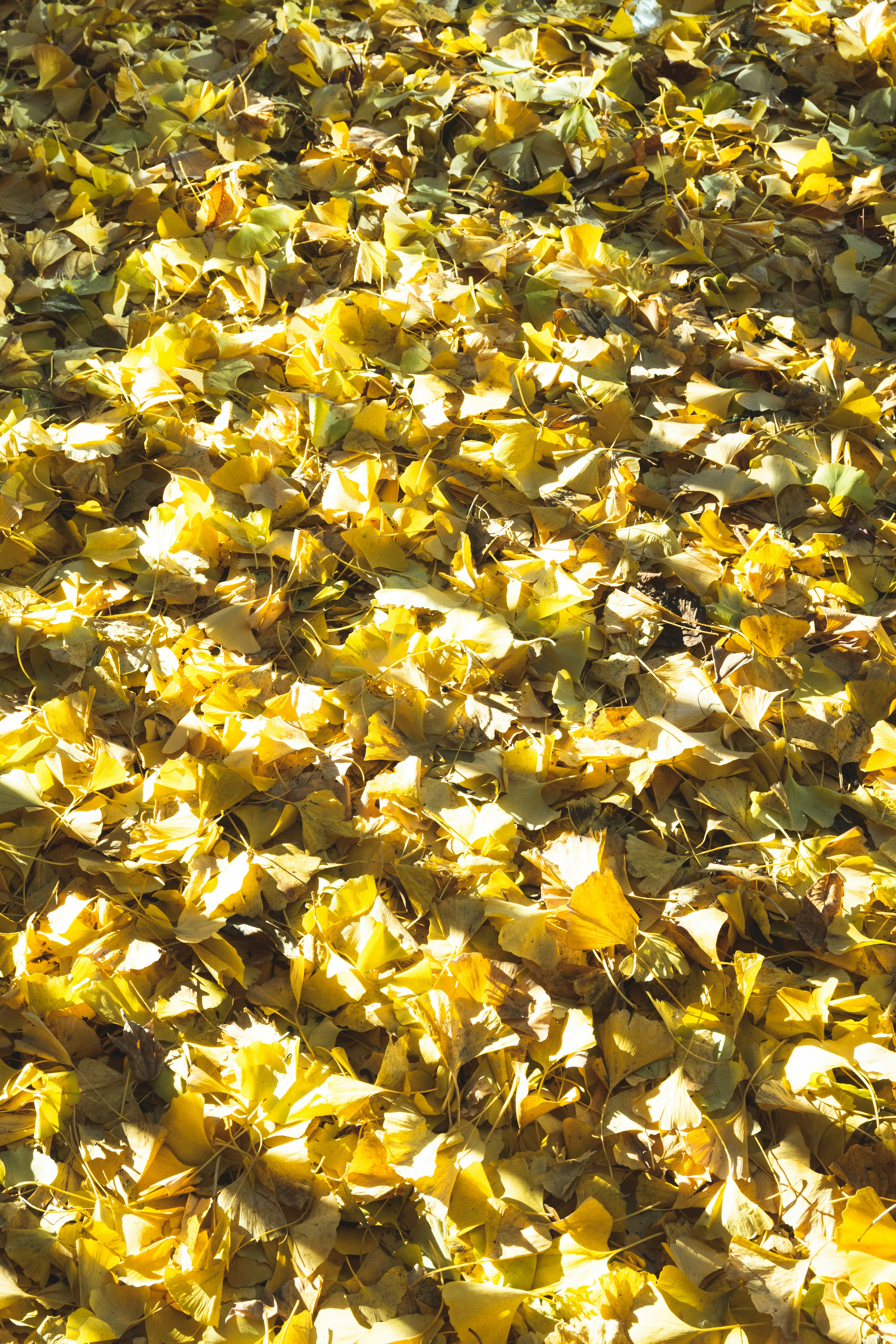 A ground covered with vibrant yellow autumn leaves