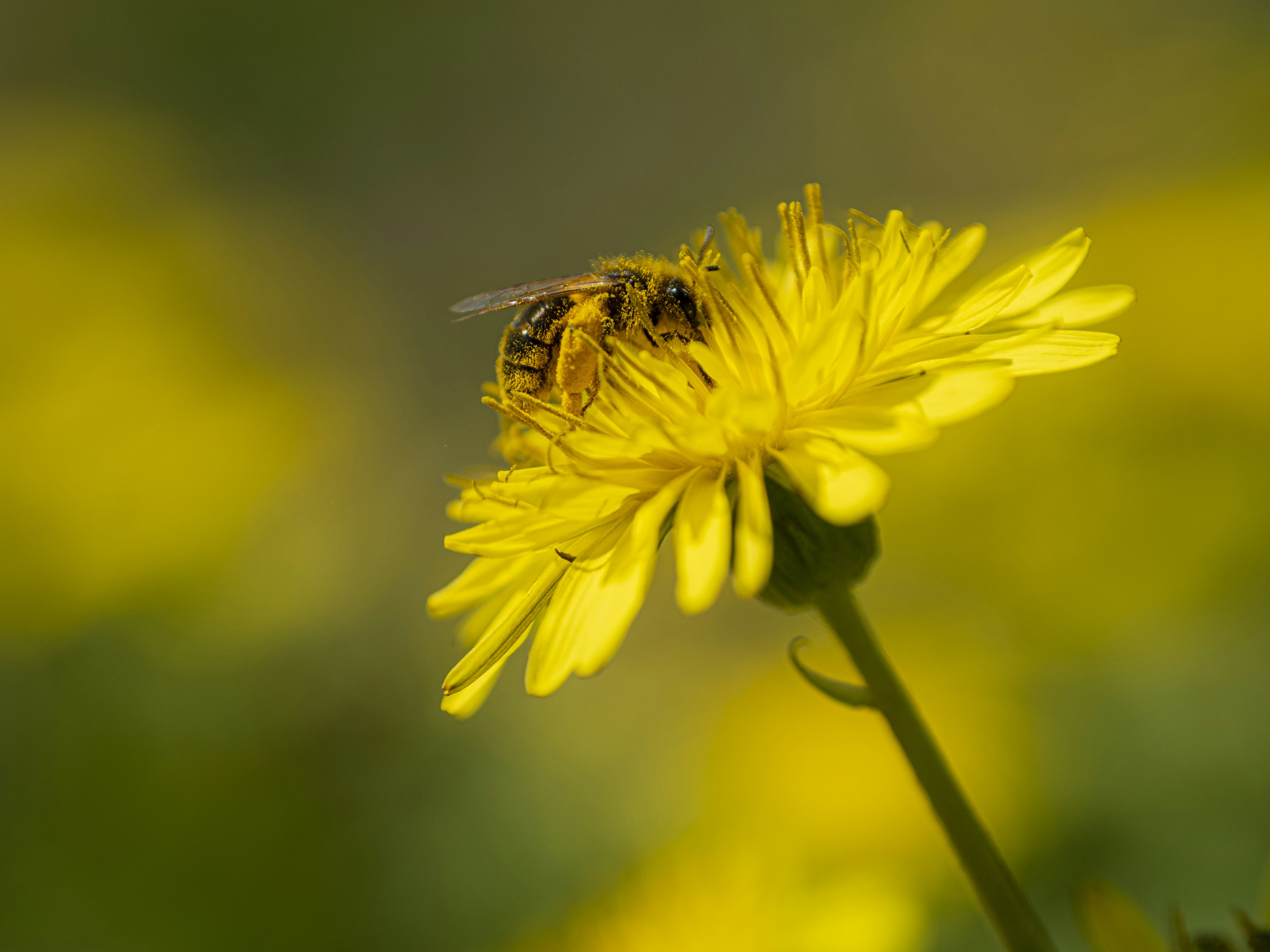 Nahaufnahme einer Biene auf einer gelben Blume