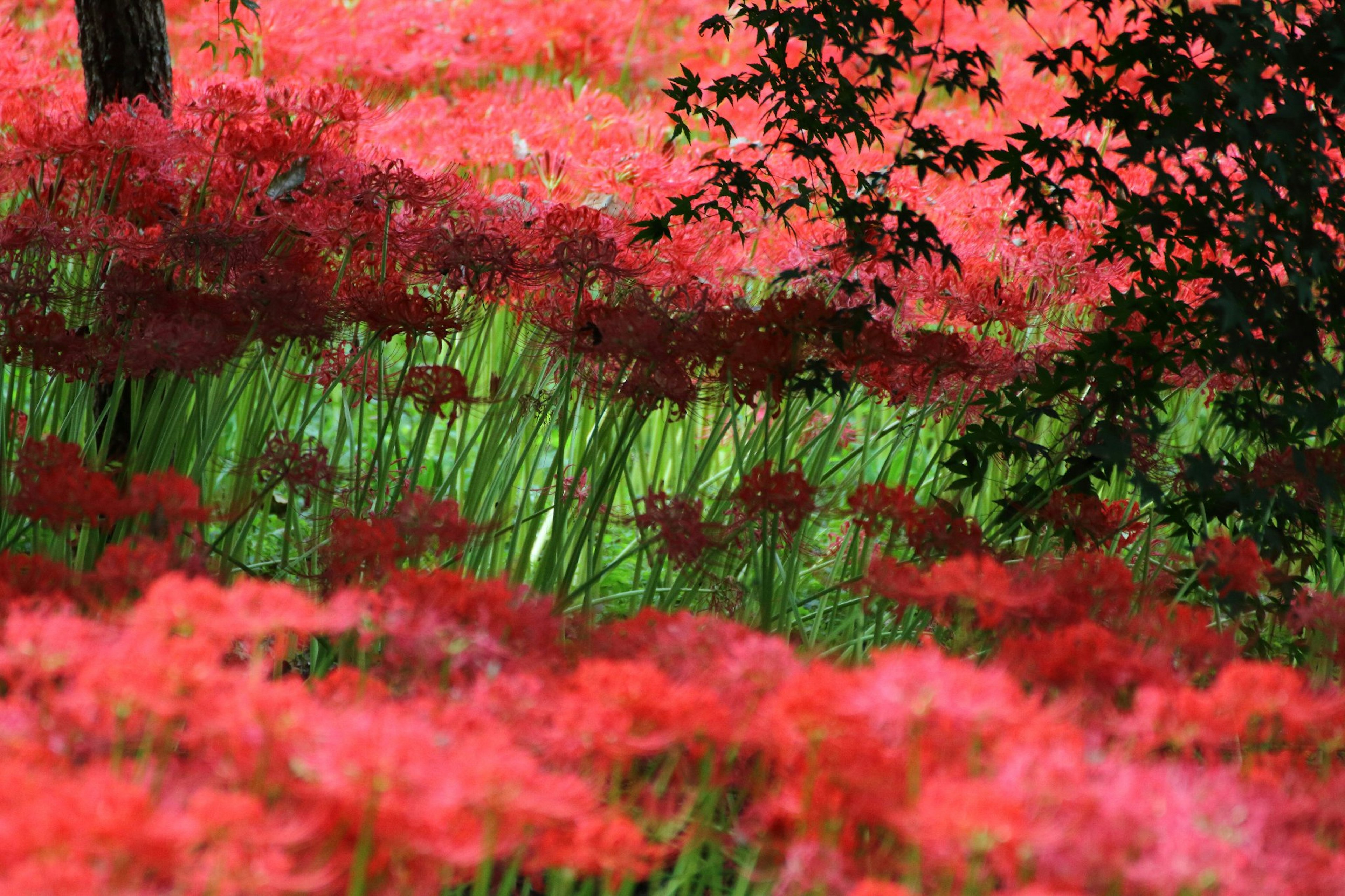 Lapangan bunga lily laba-laba merah yang cerah dengan rumput hijau