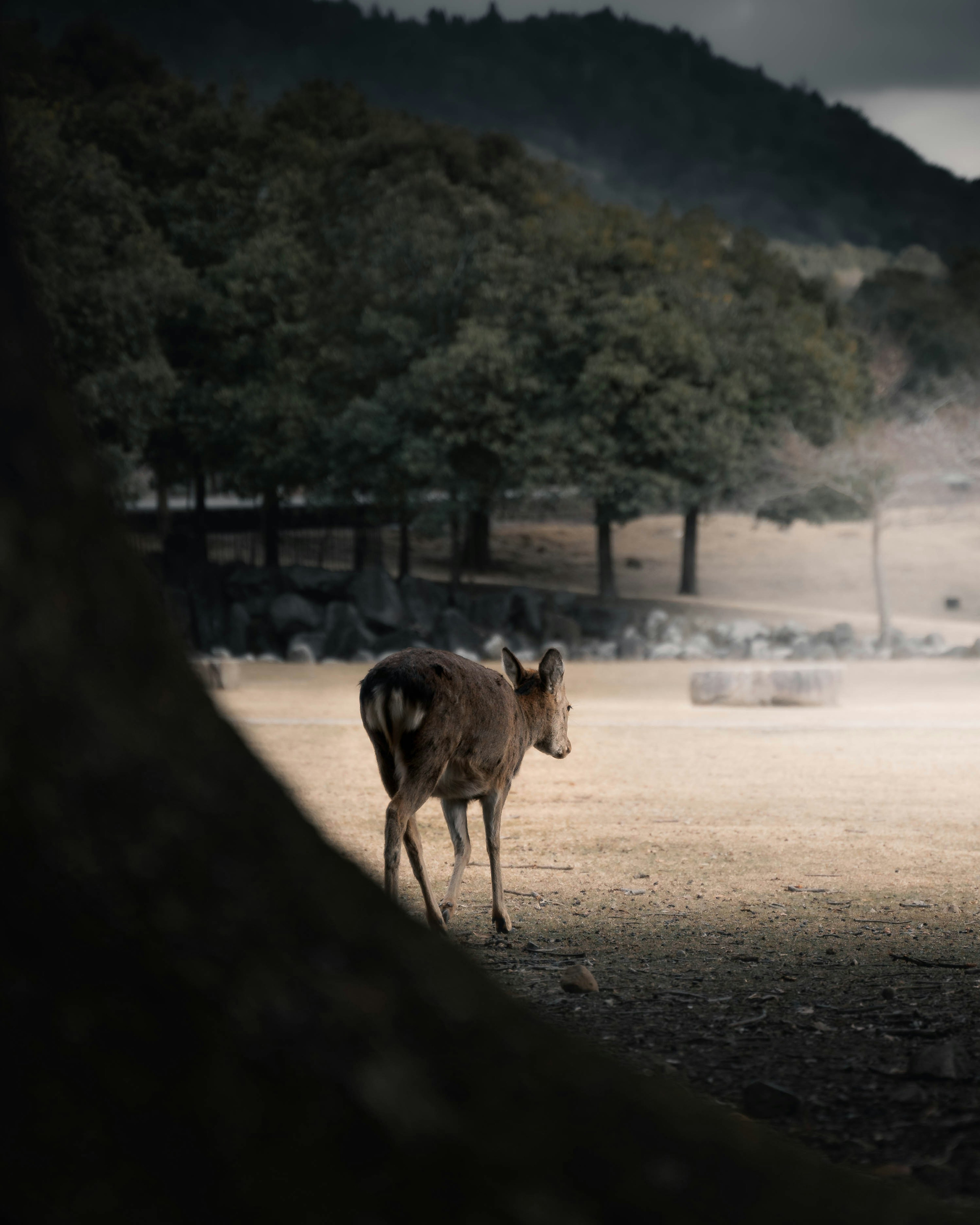 Eine Kuh blickt in einer ruhigen Landschaft zurück