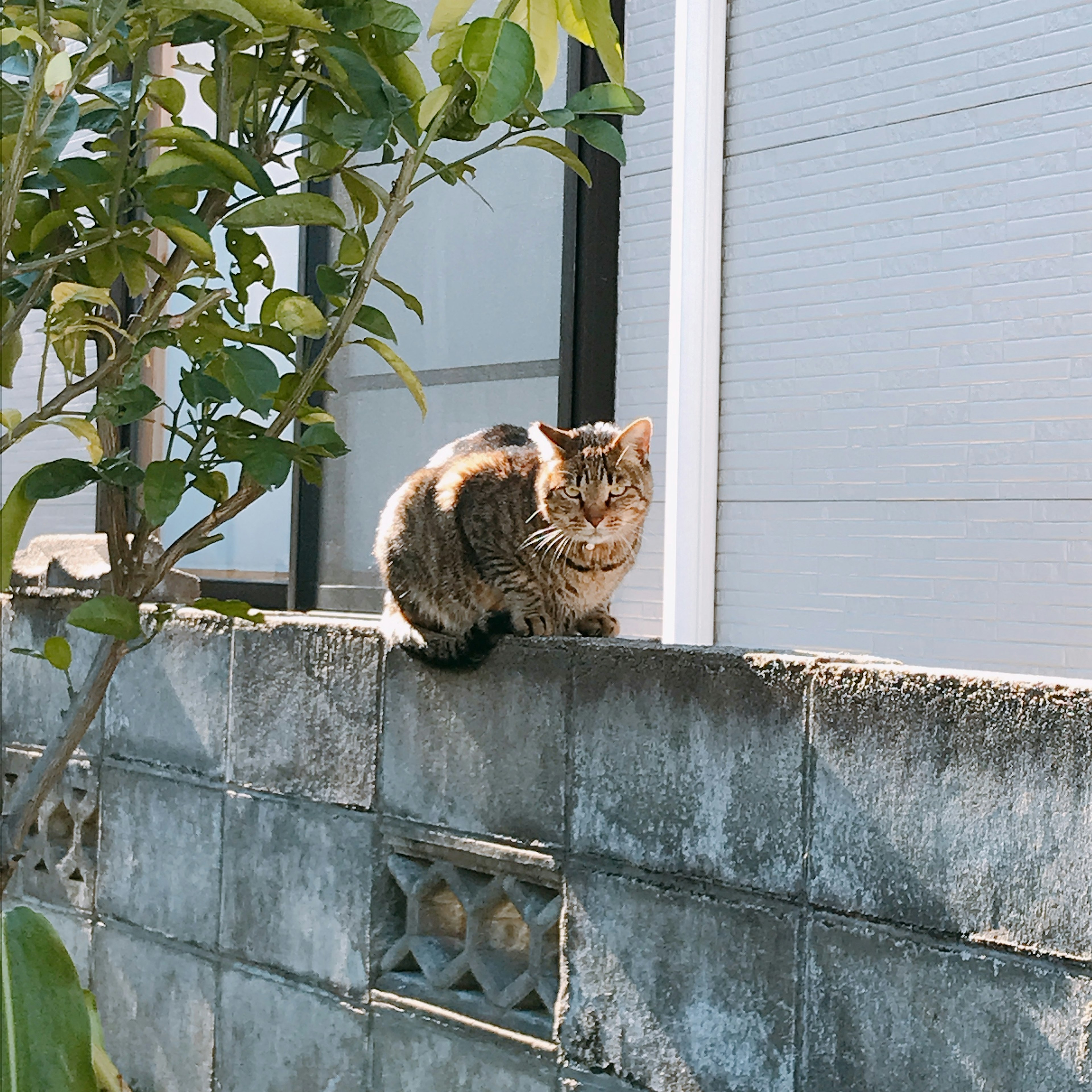 一只猫坐在石墙上，旁边有一棵绿色植物