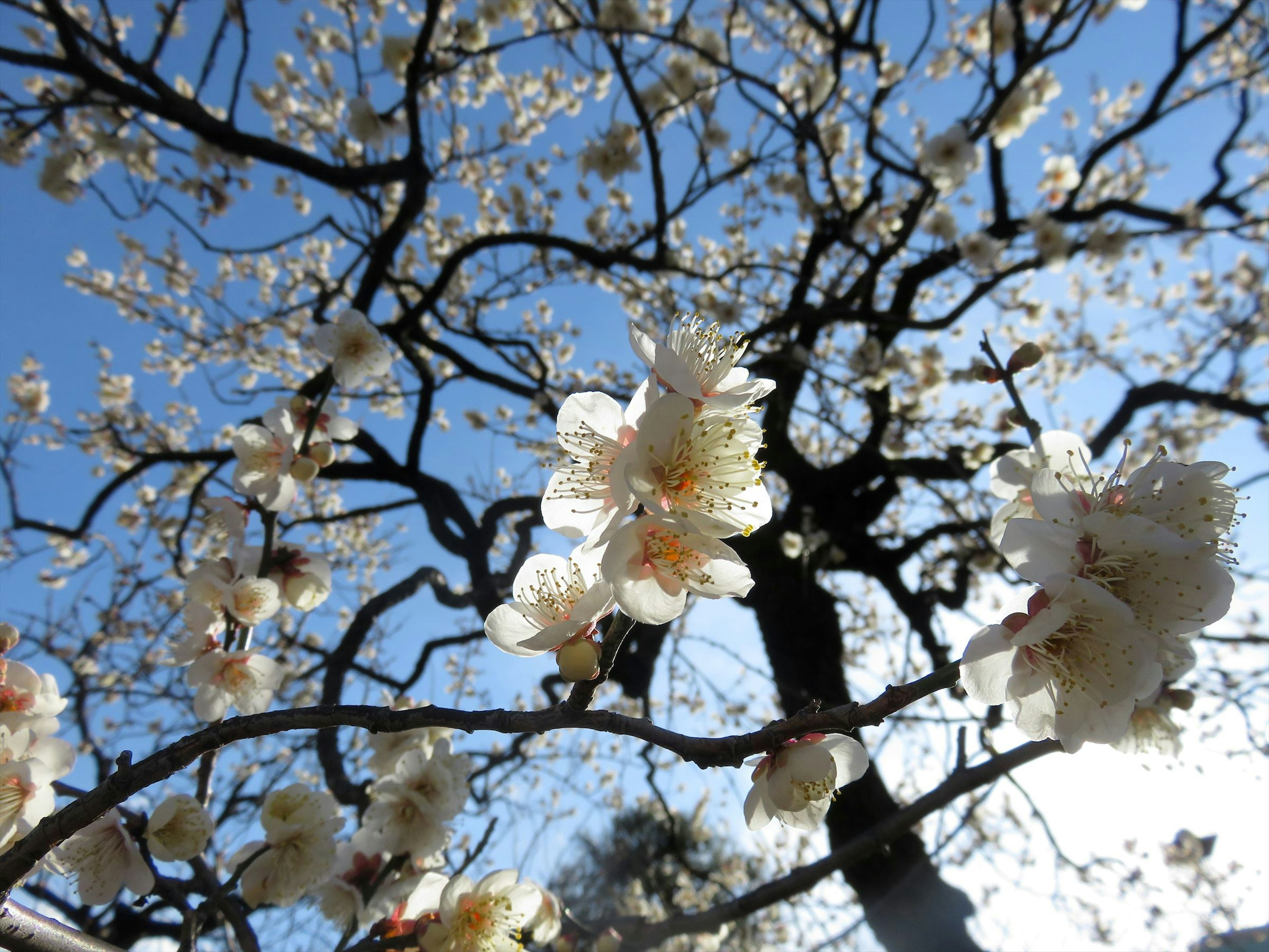 Ramas de un árbol con flores blancas contra un cielo azul