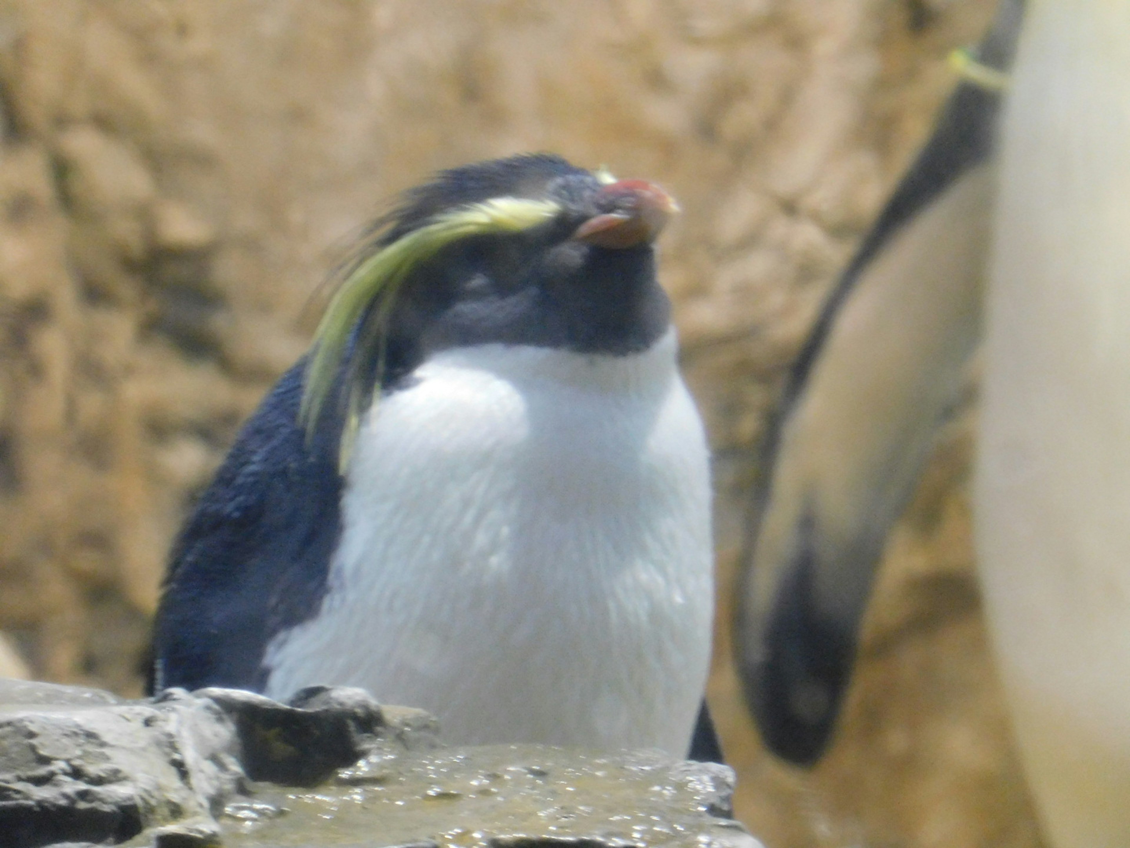 Un pingüino único con plumas verdes sentado en una roca