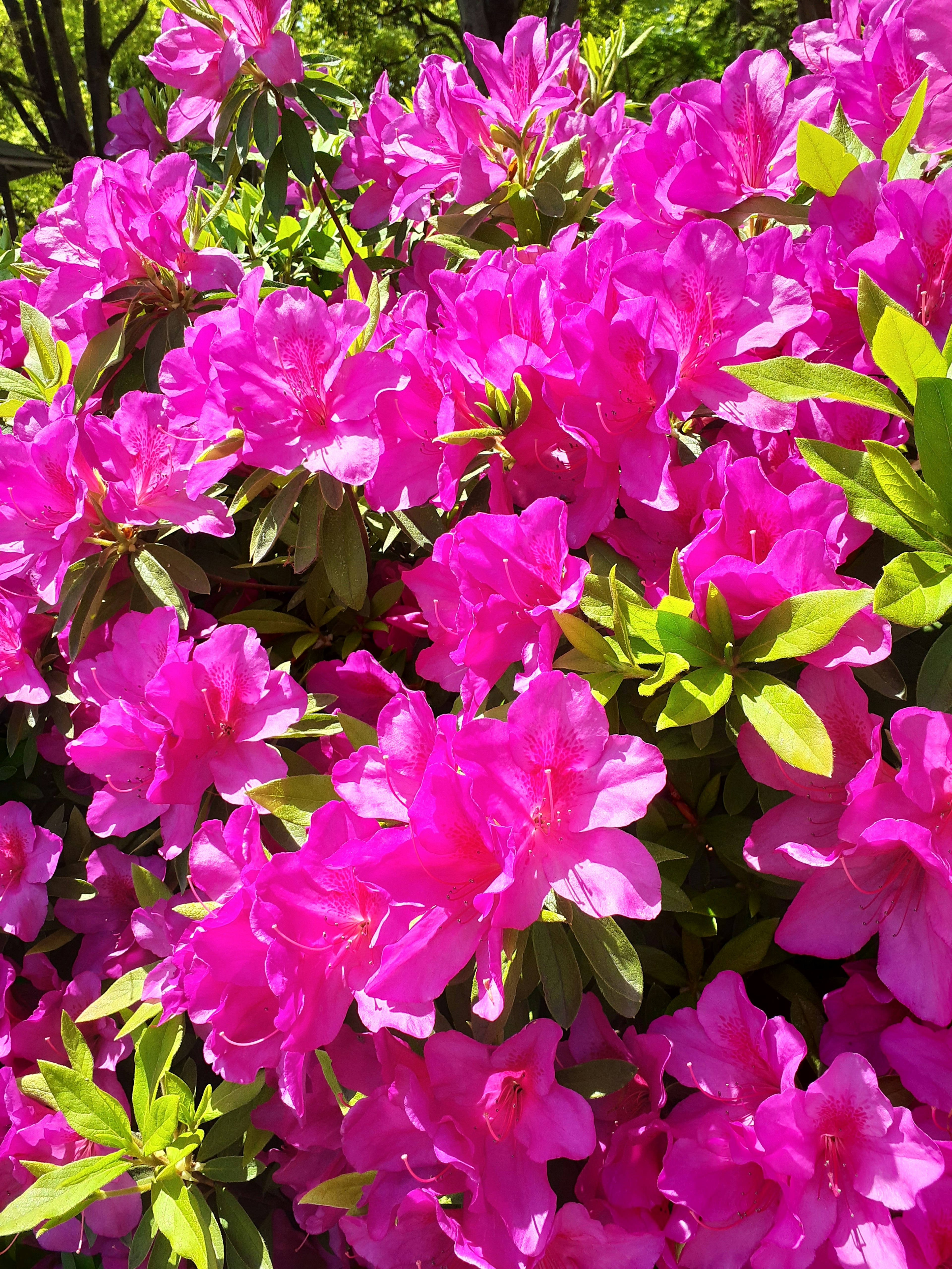 Vibrant pink azalea flowers in full bloom