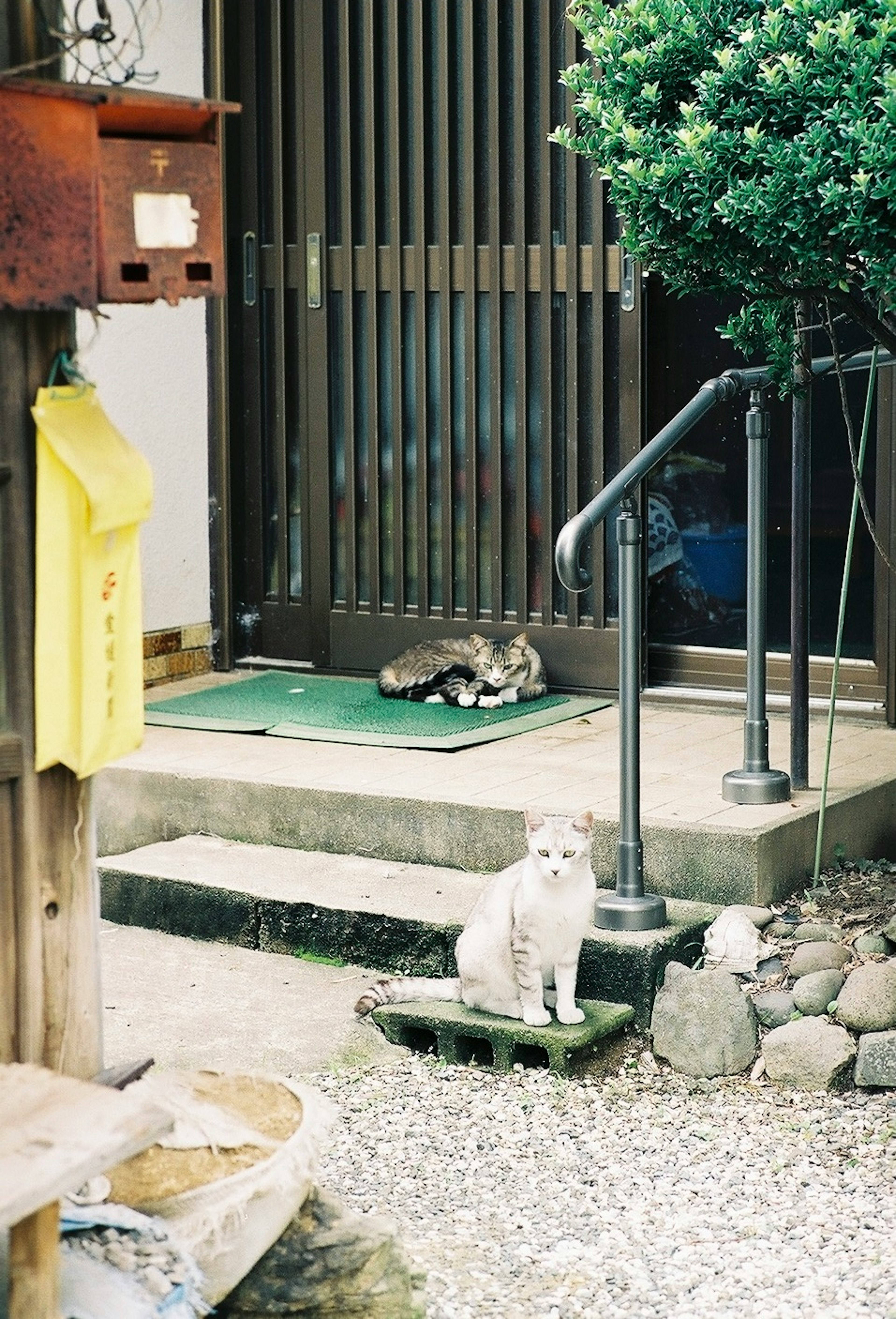 Seekor kucing putih duduk di depan pintu