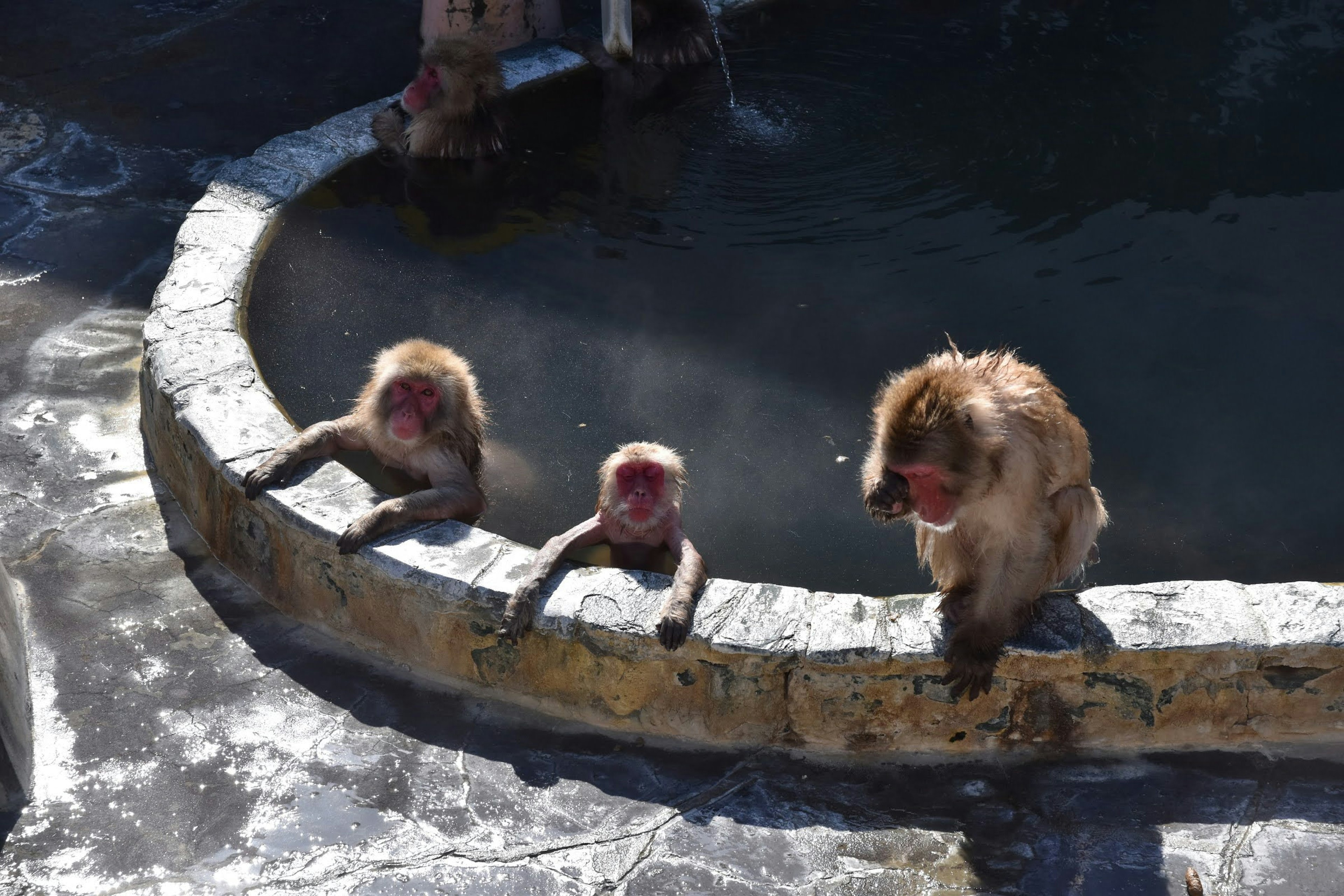 A group of three monkeys around a pond